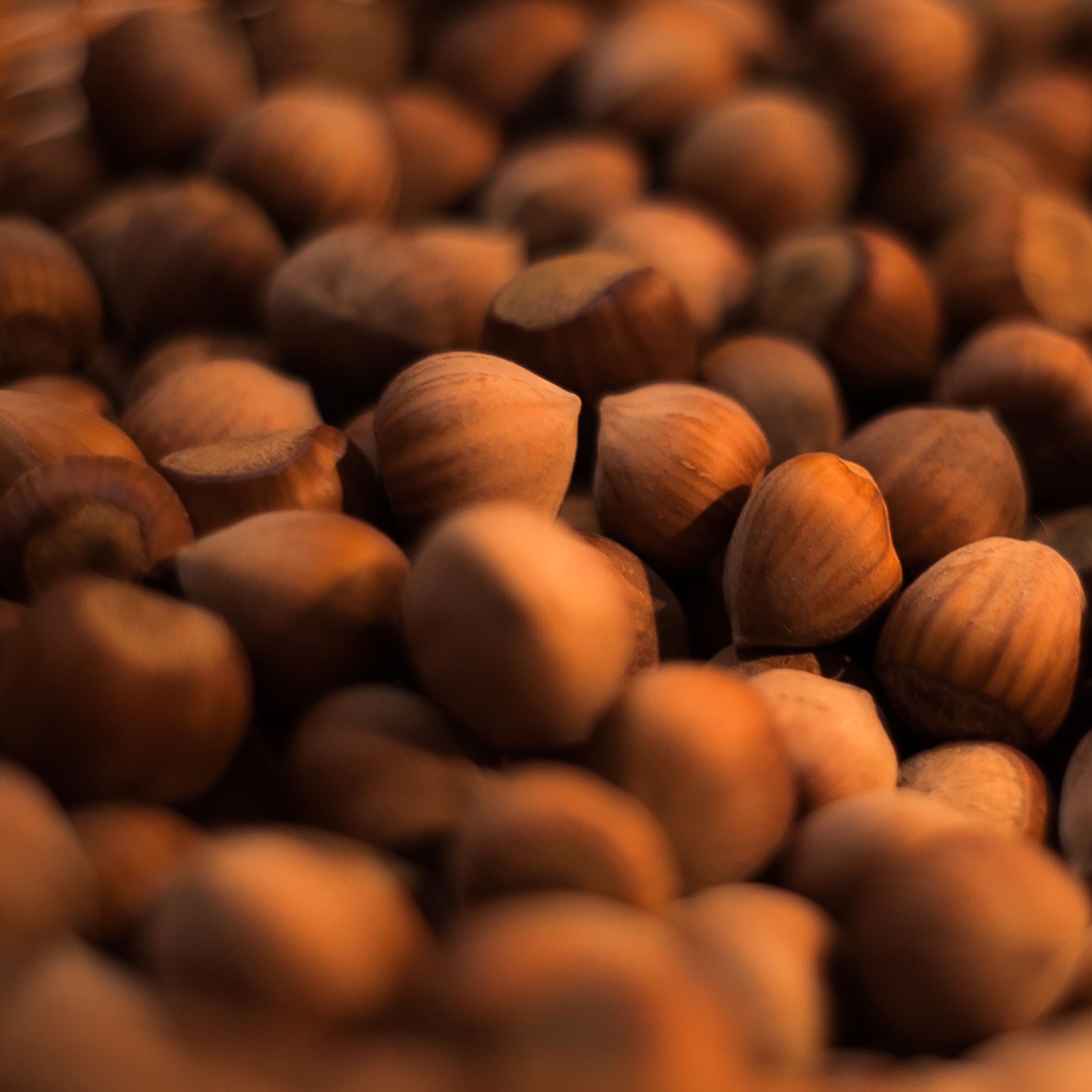 Hazelnut Wallpapers