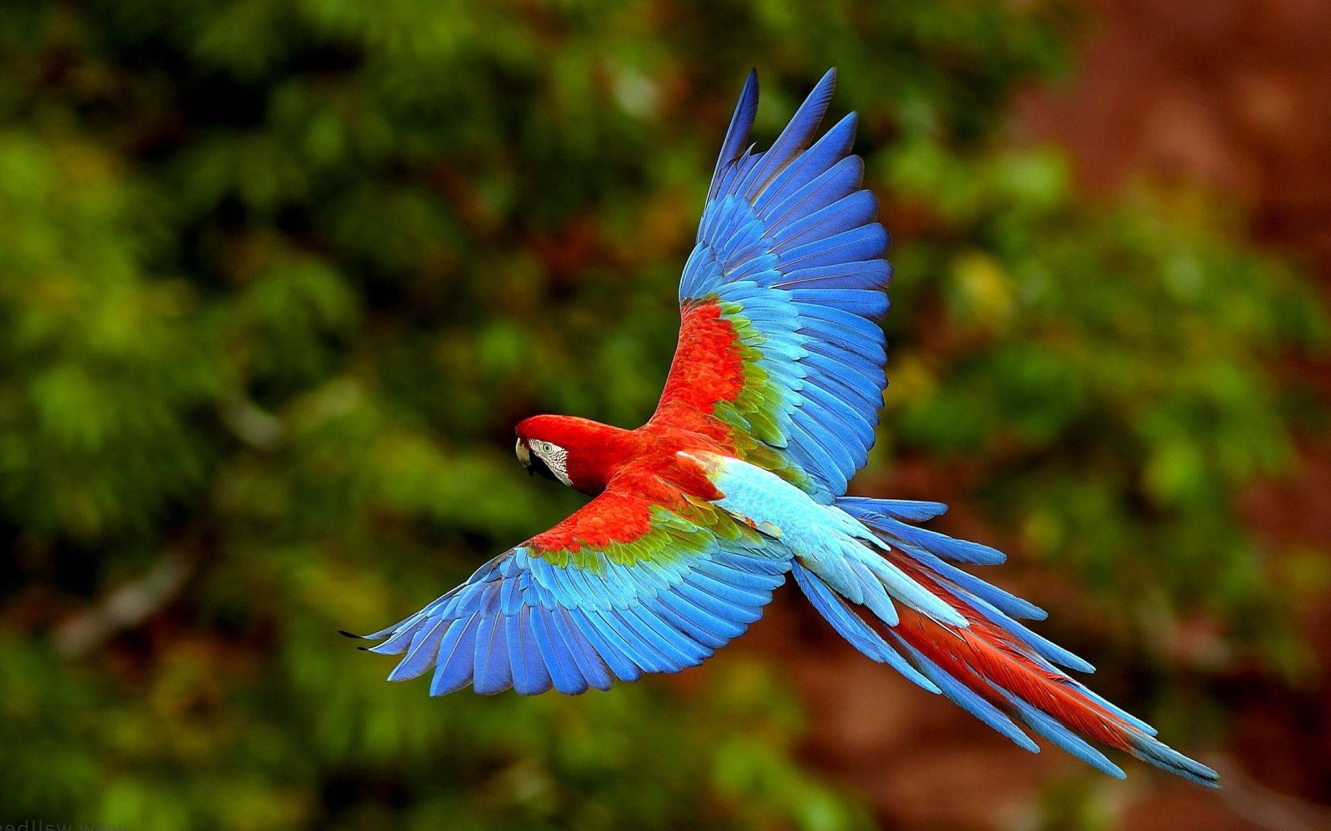 Hd Birds Wallpapers