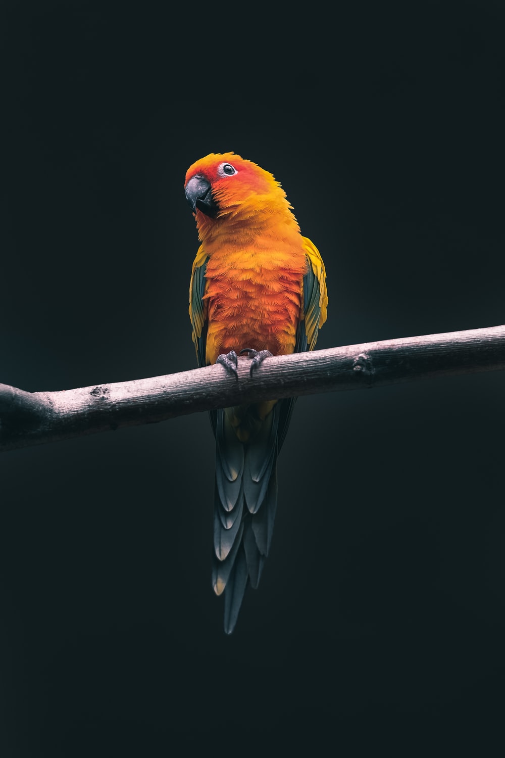 Hd Birds Wallpapers