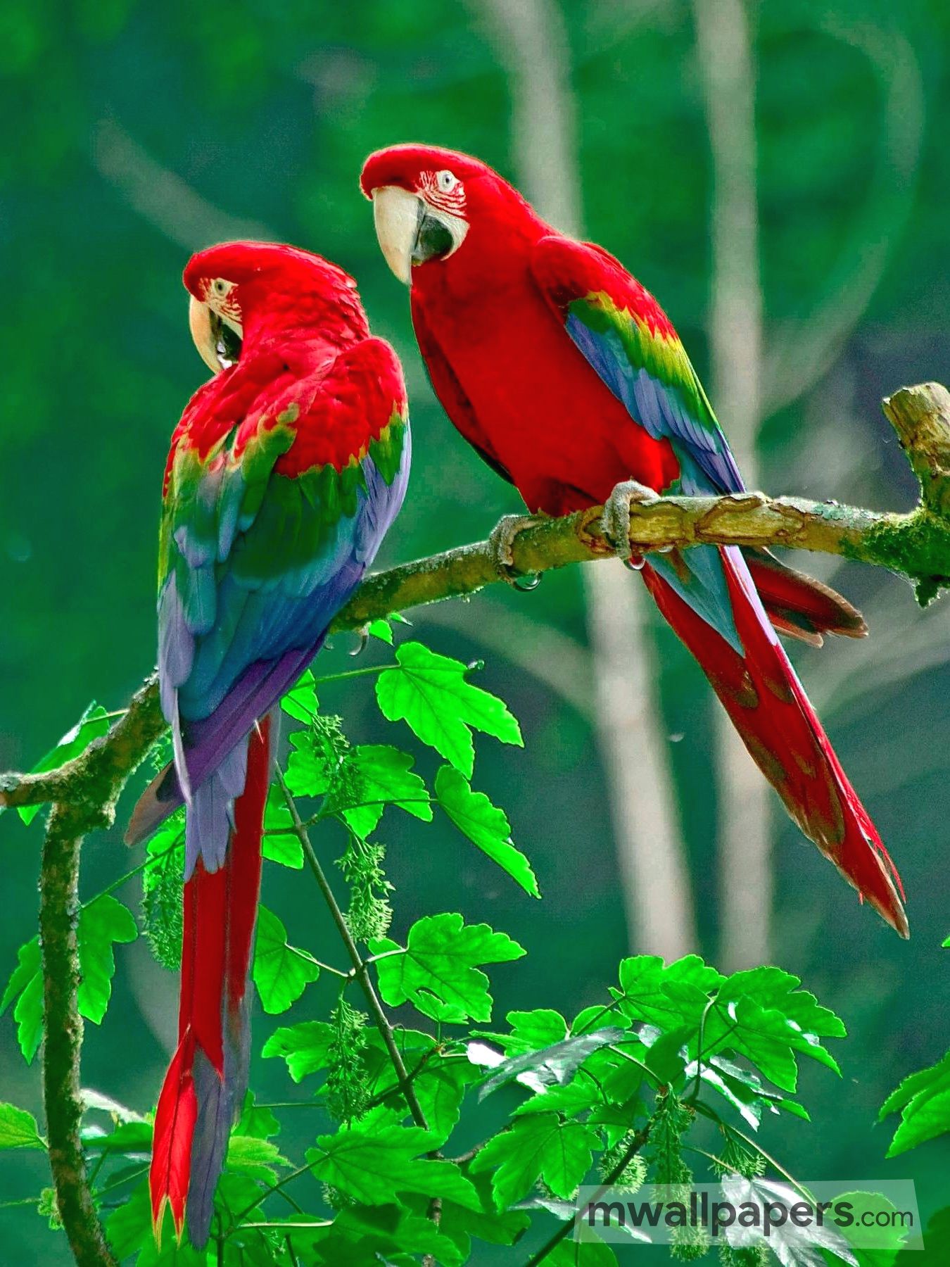 Hd Birds Wallpapers