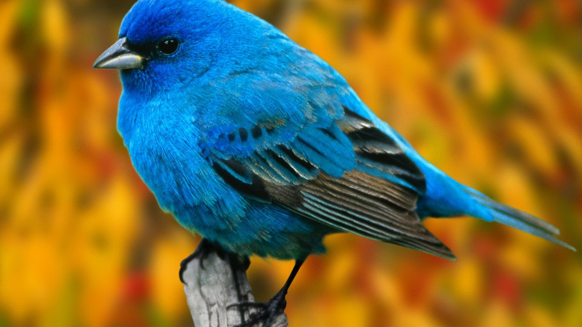 Hd Birds Wallpapers