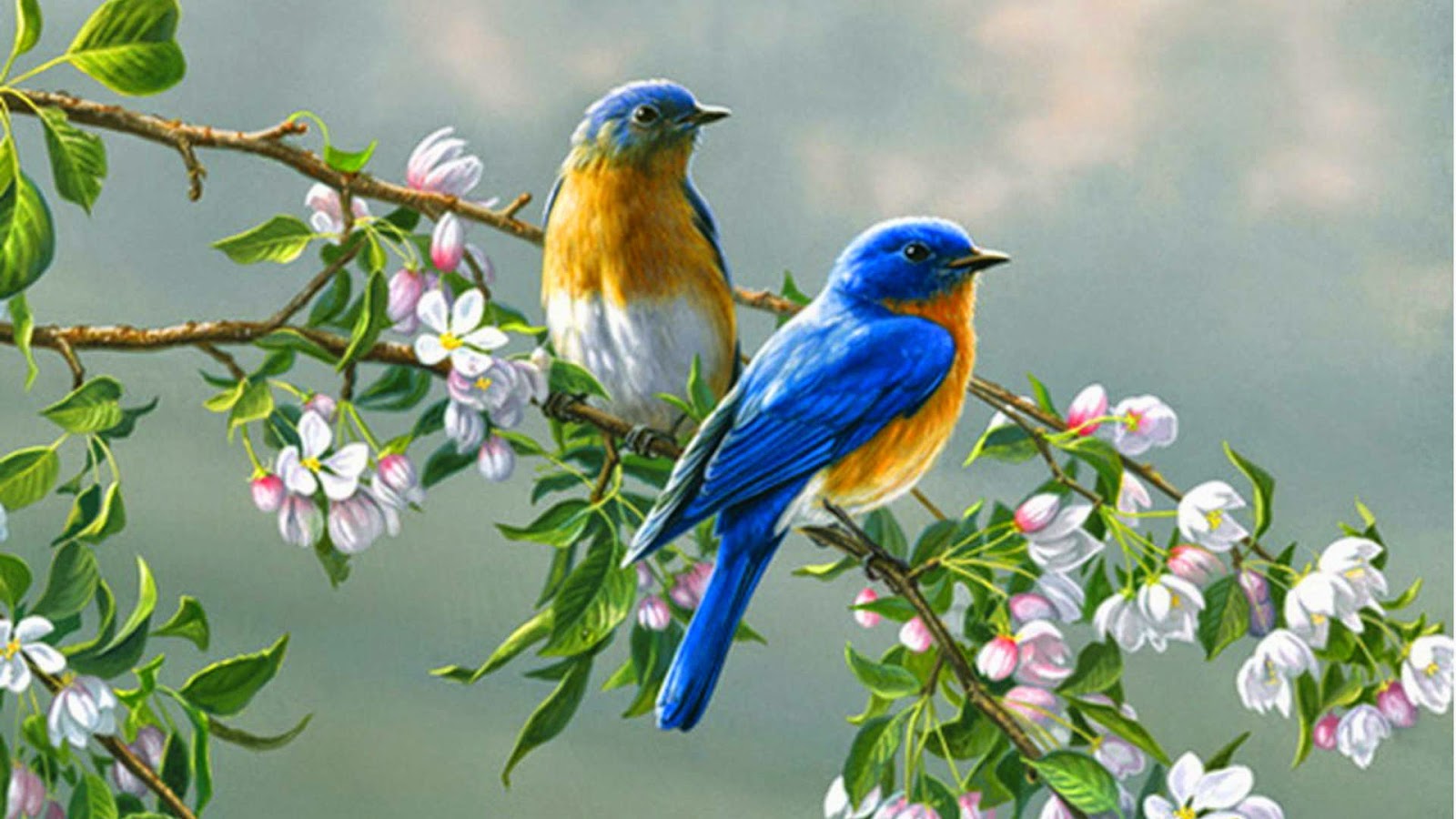 Hd Birds Wallpapers