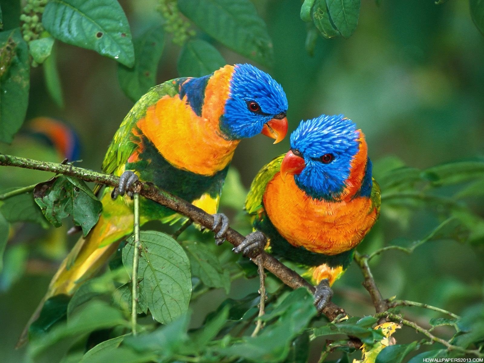 Hd Birds Wallpapers