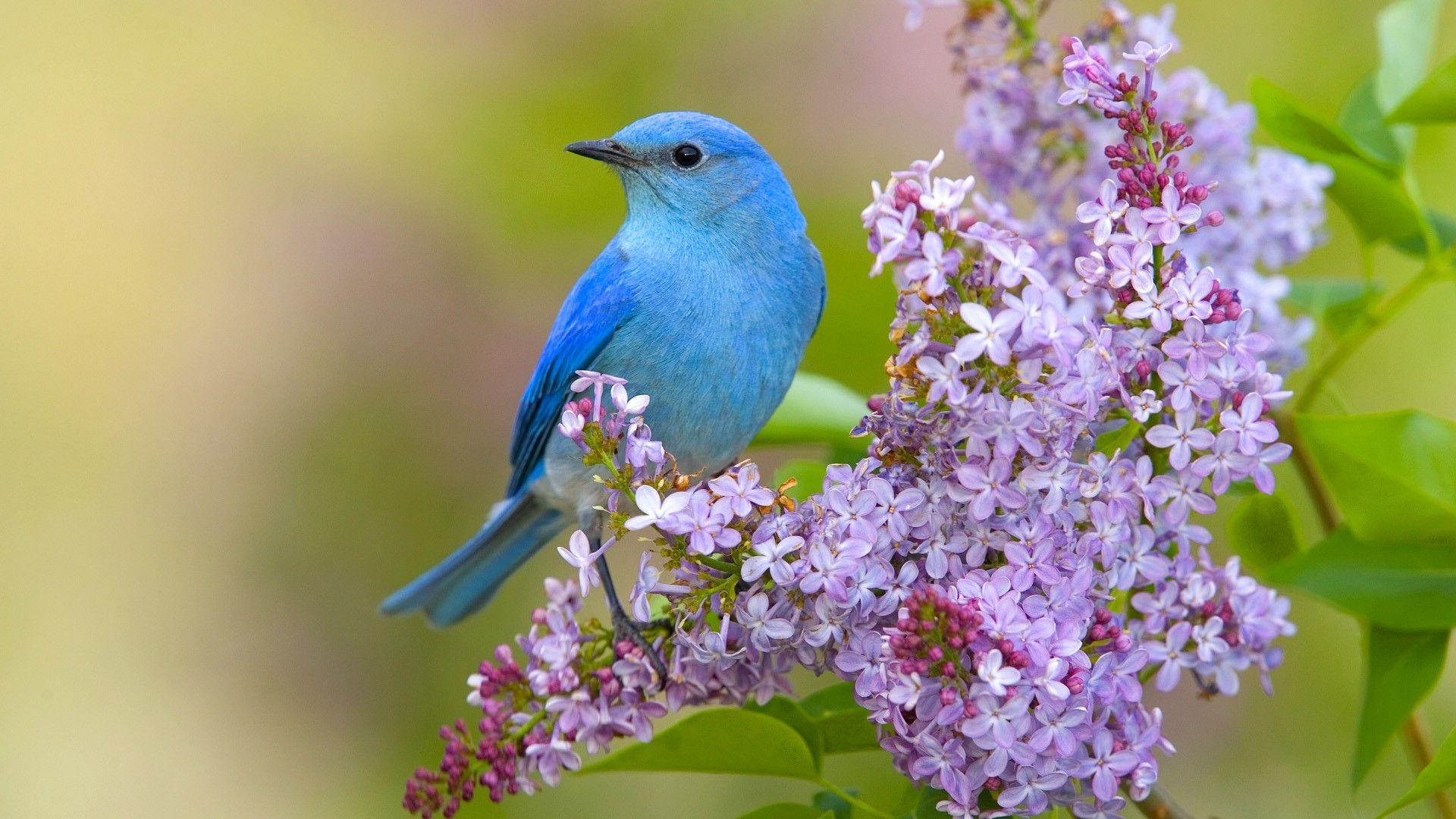 Hd Birds Wallpapers