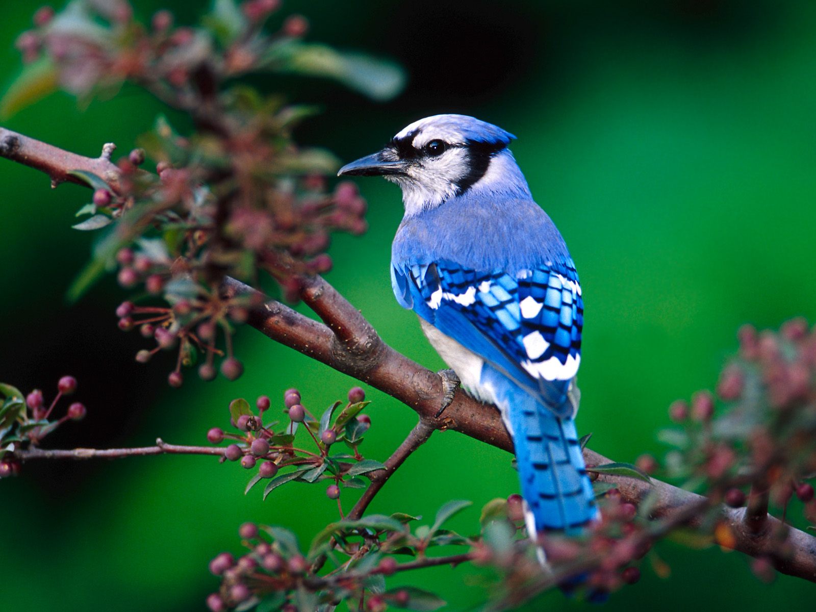 Hd Birds Wallpapers