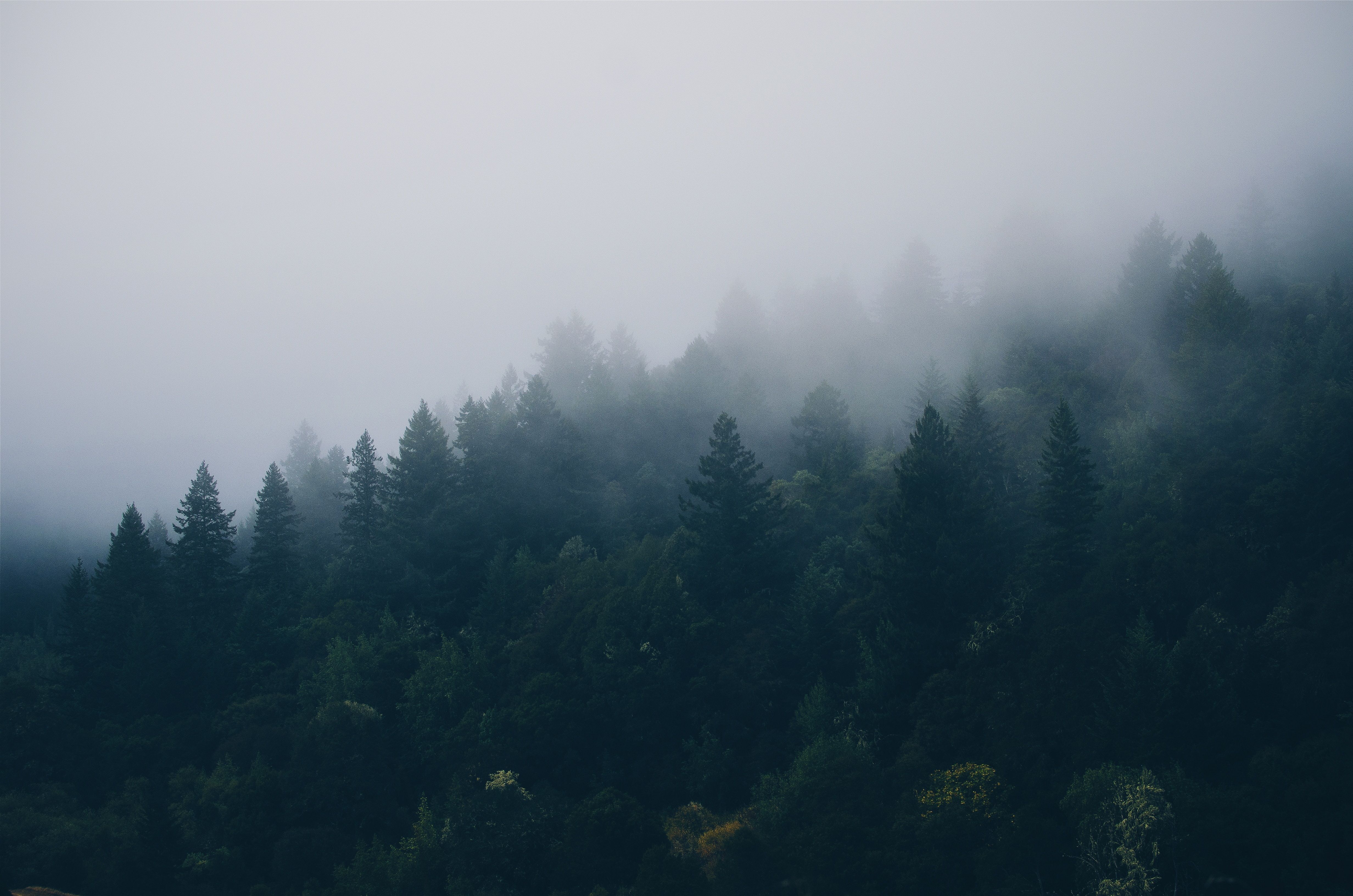 Hd Cloudy Forest Wallpapers