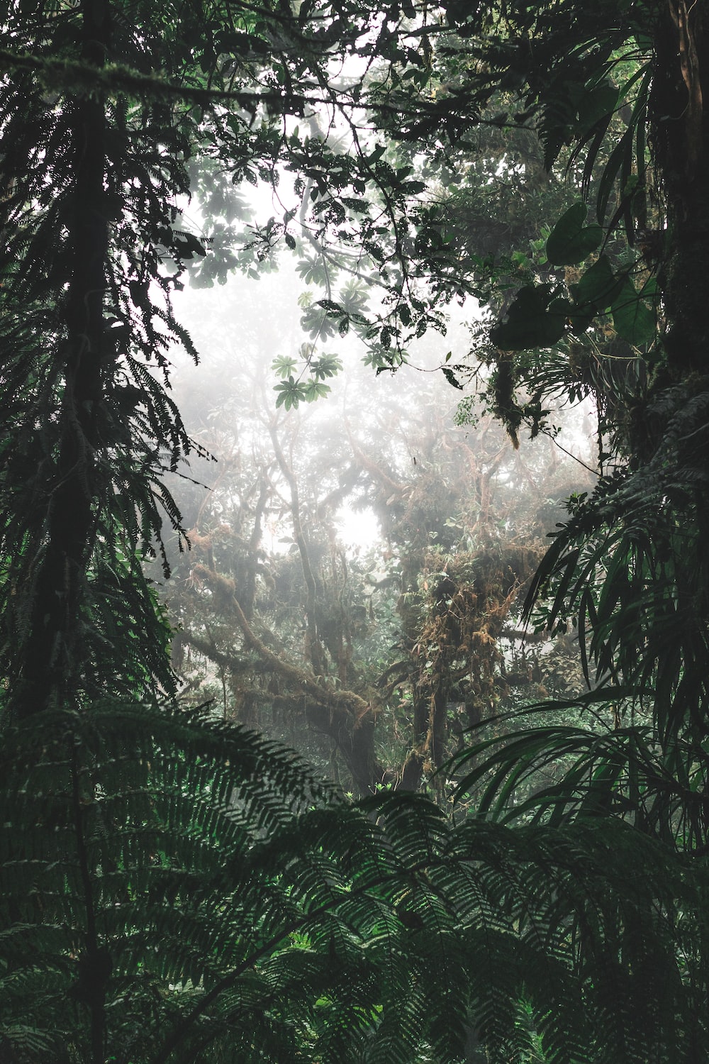 Hd Cloudy Forest Wallpapers