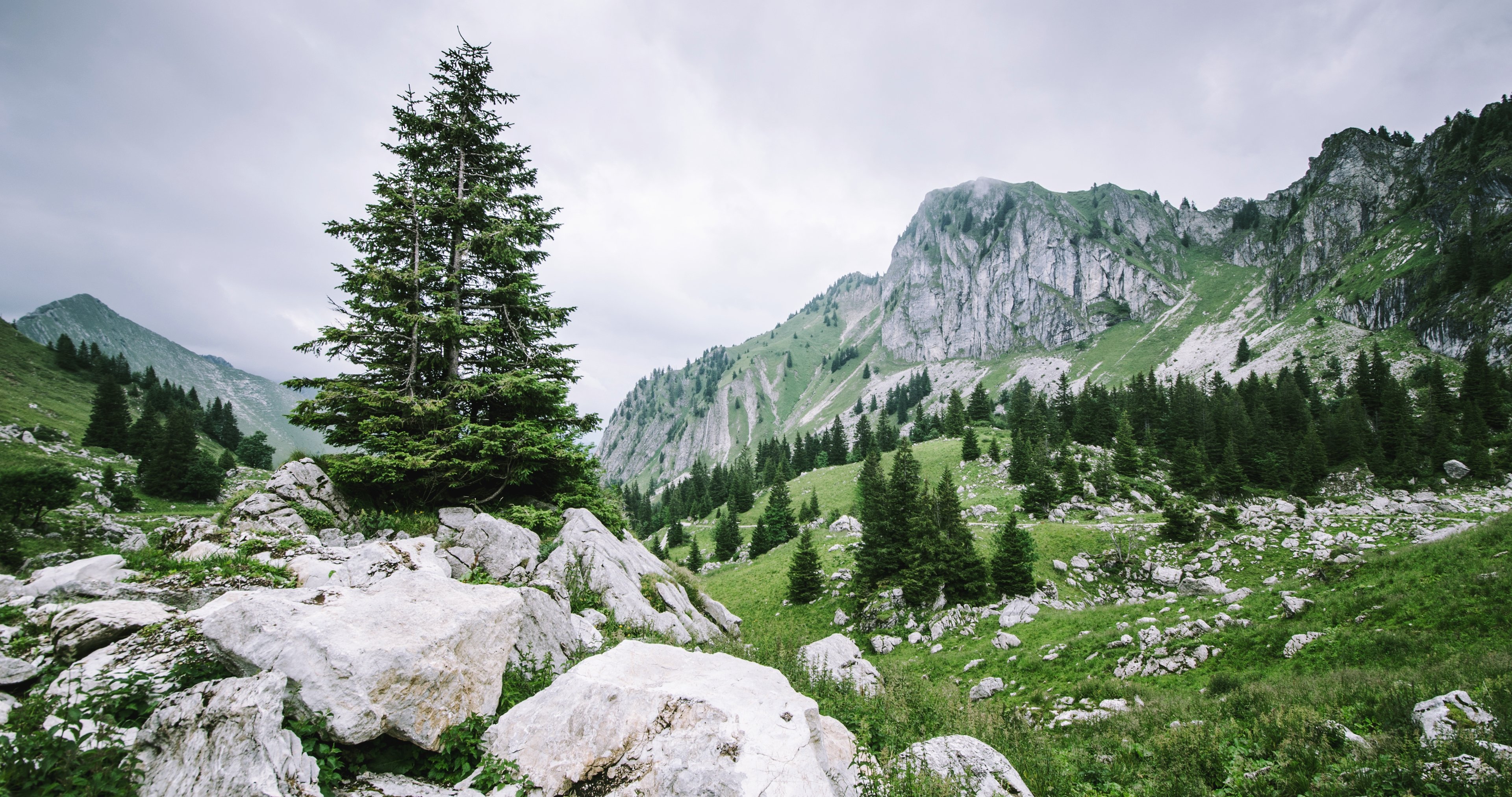 Hd Cloudy Forest Wallpapers