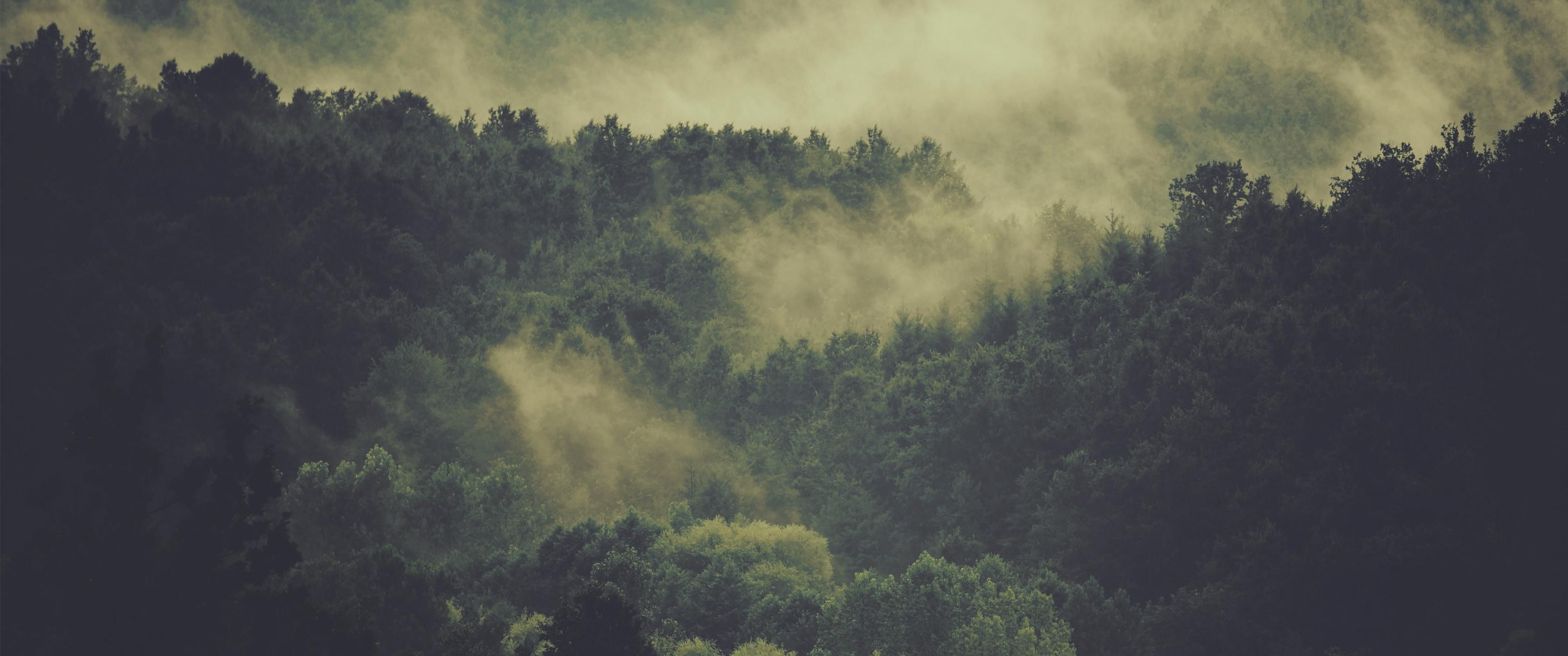 Hd Cloudy Forest Wallpapers