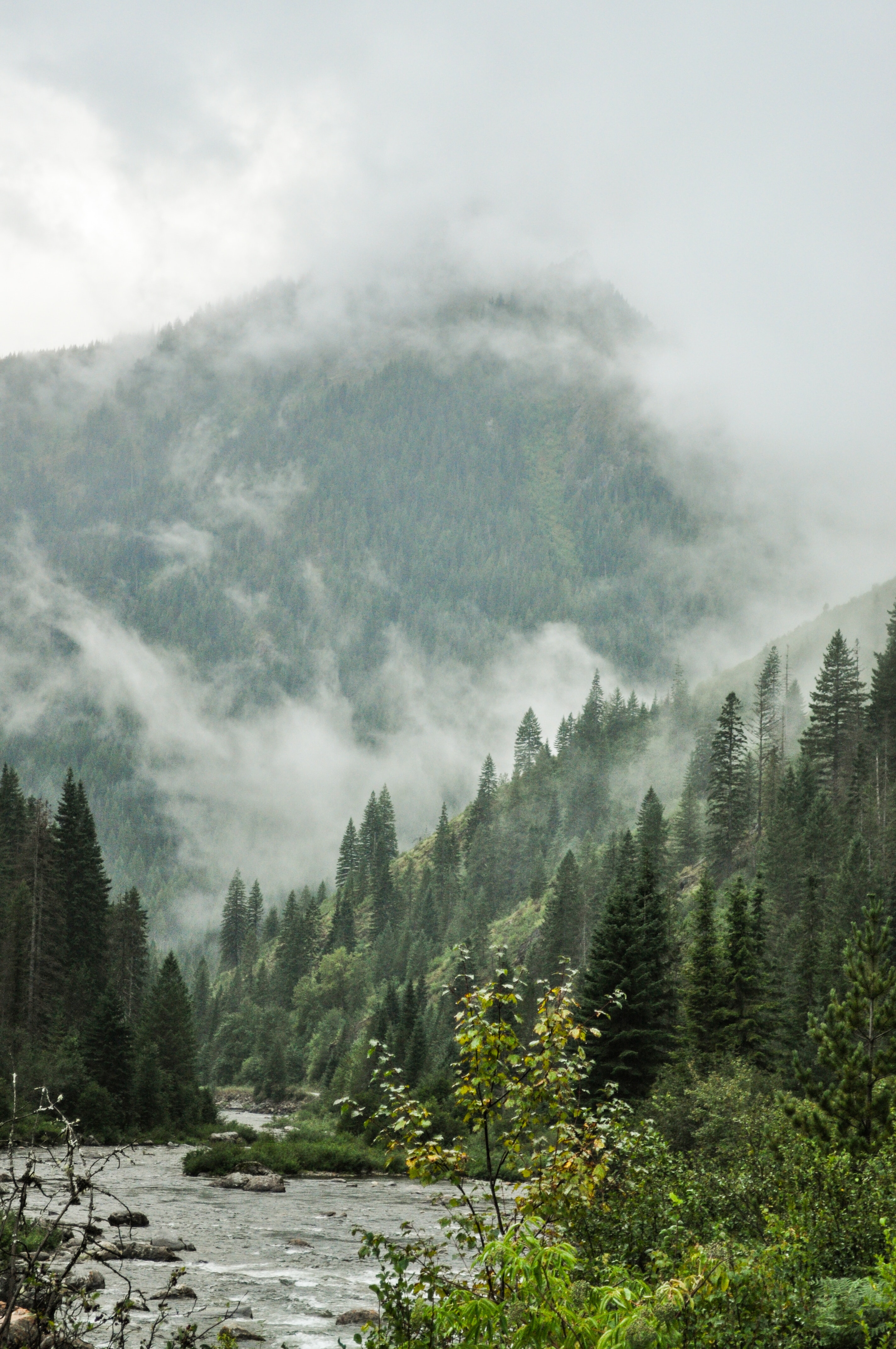 Hd Cloudy Forest Wallpapers