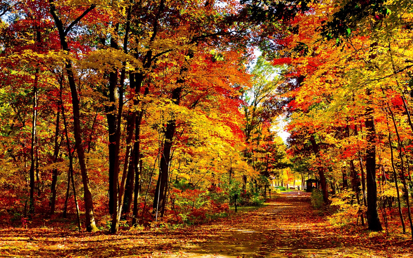 Hd Fall Forest 1440X900 Wallpapers