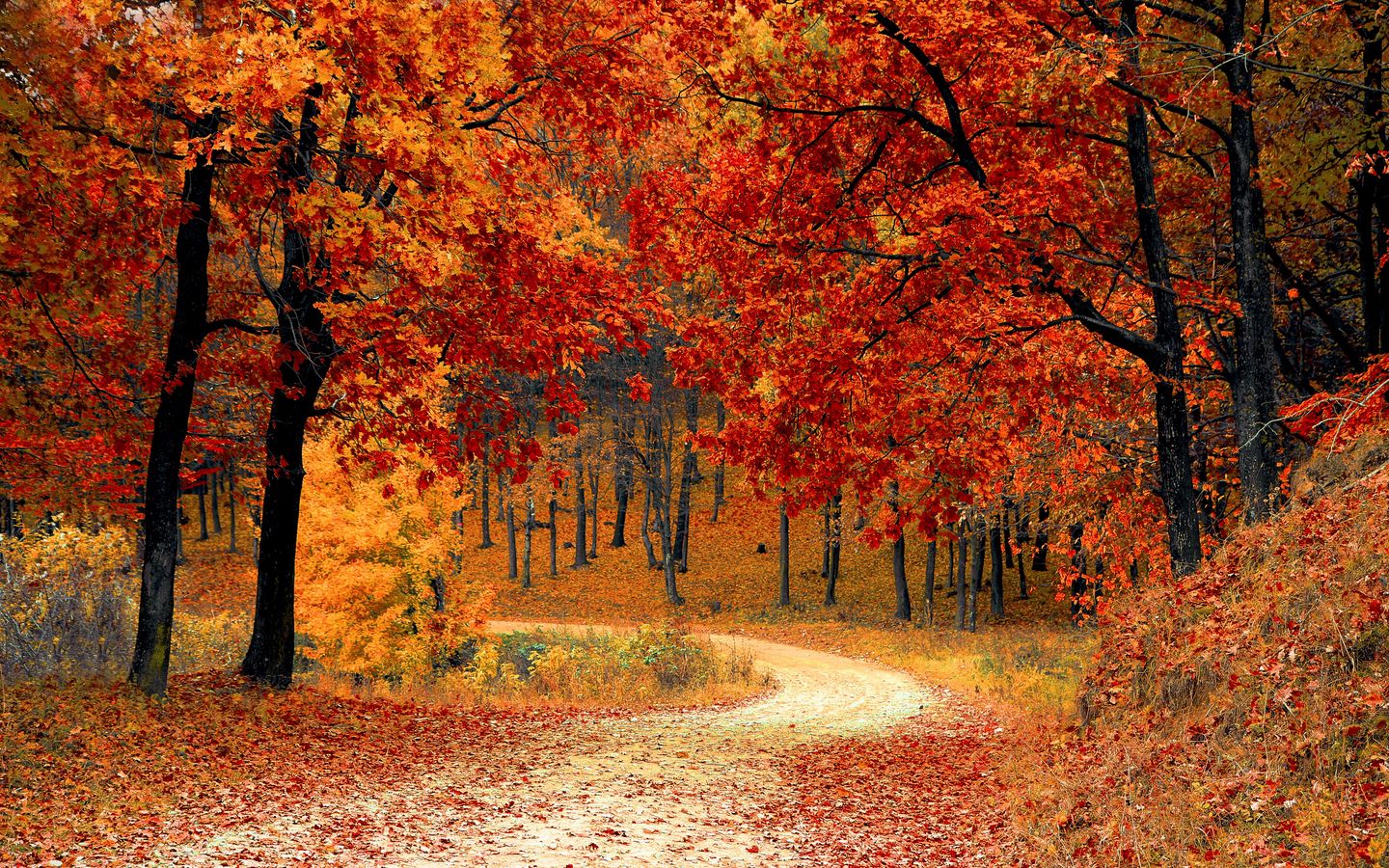 Hd Fall Forest 1440X900 Wallpapers