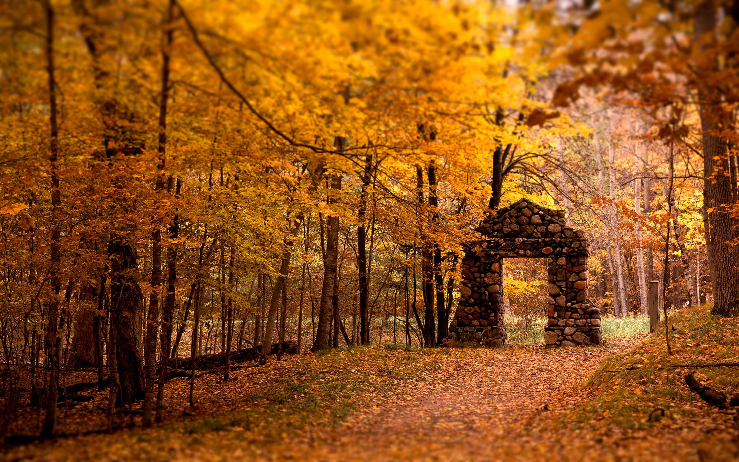 Hd Fall Forest 1440X900 Wallpapers