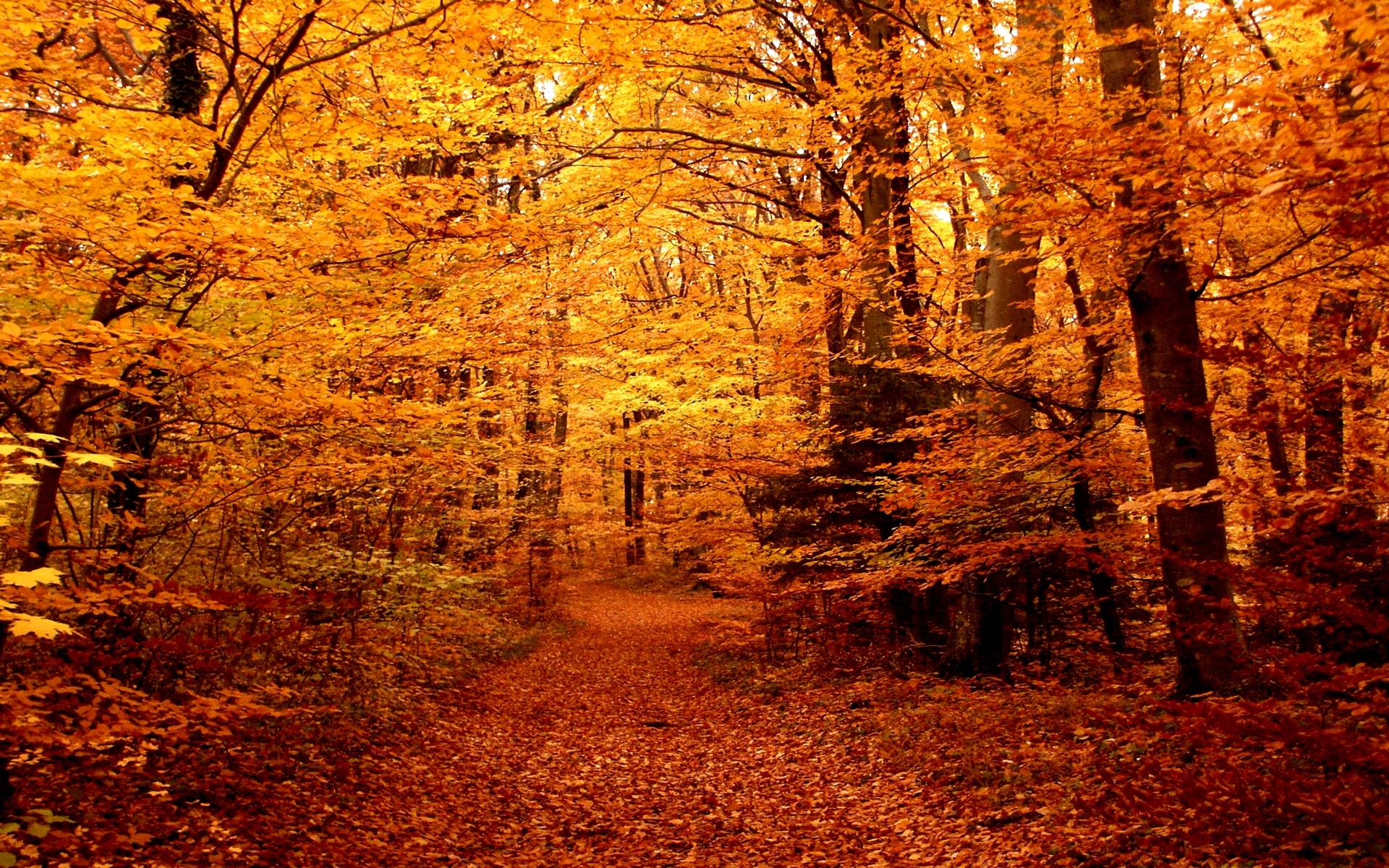 Hd Fall Forest 1440X900 Wallpapers