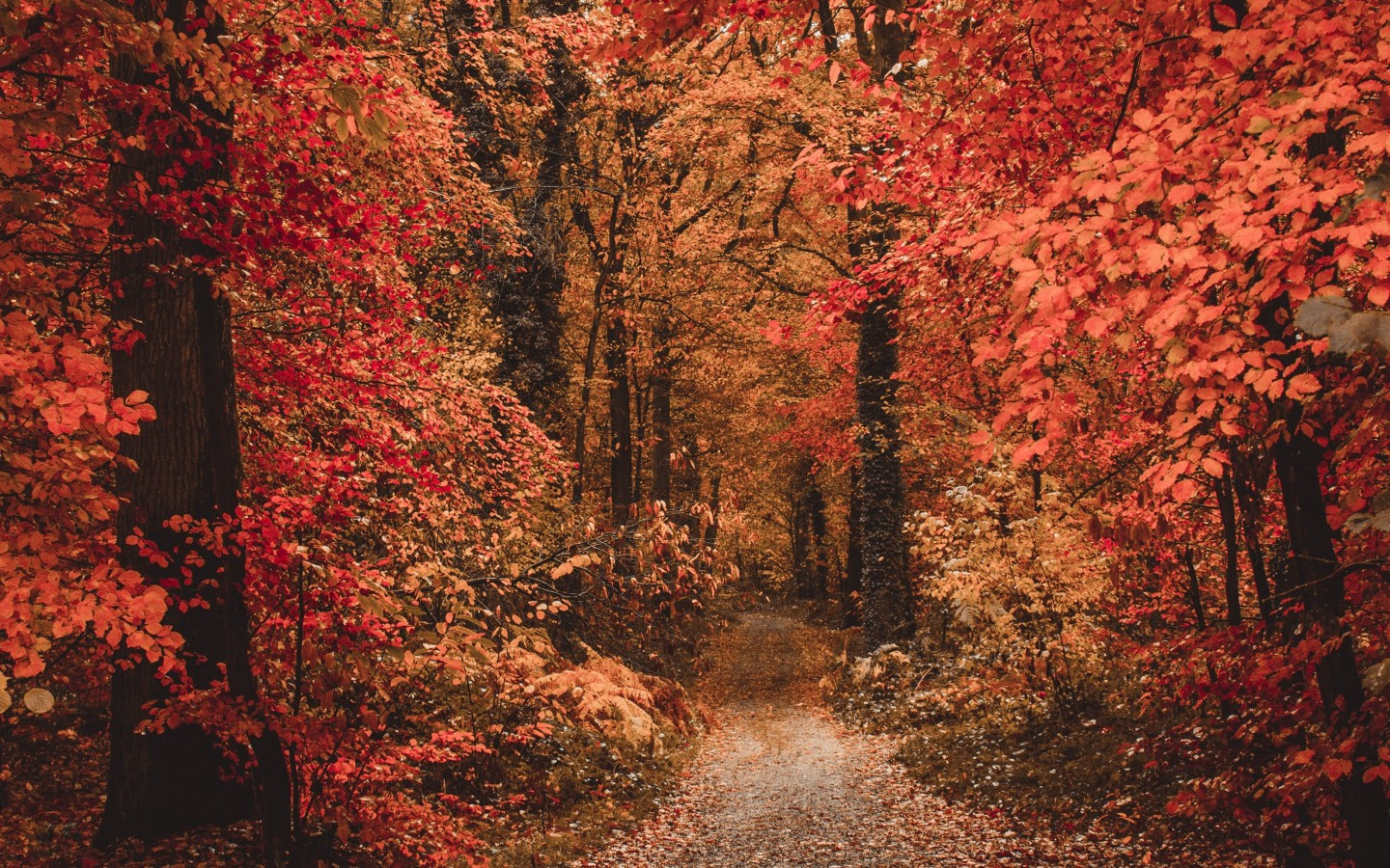 Hd Fall Forest 1440X900 Wallpapers