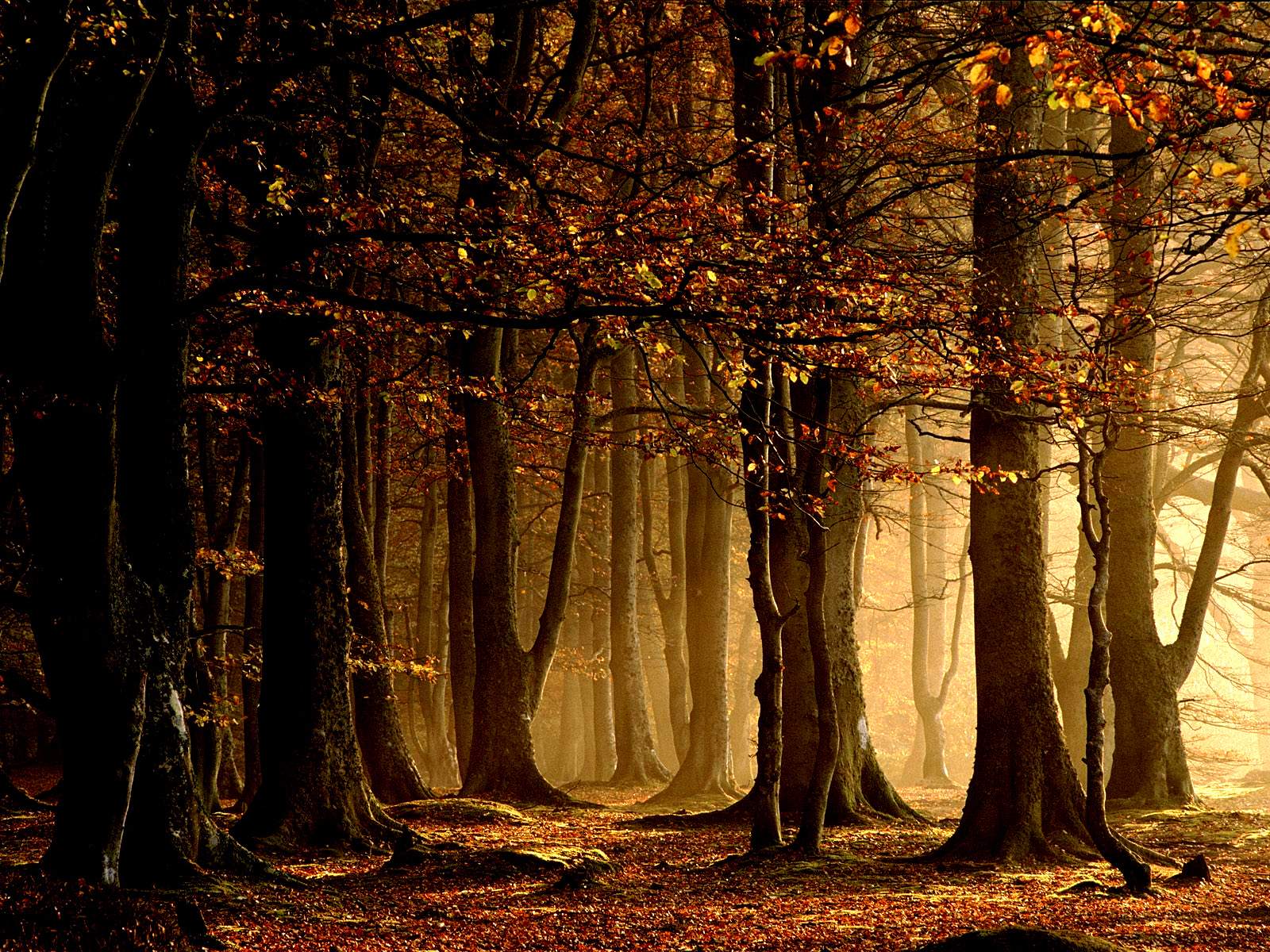 Hd Fall Forest 1440X900 Wallpapers