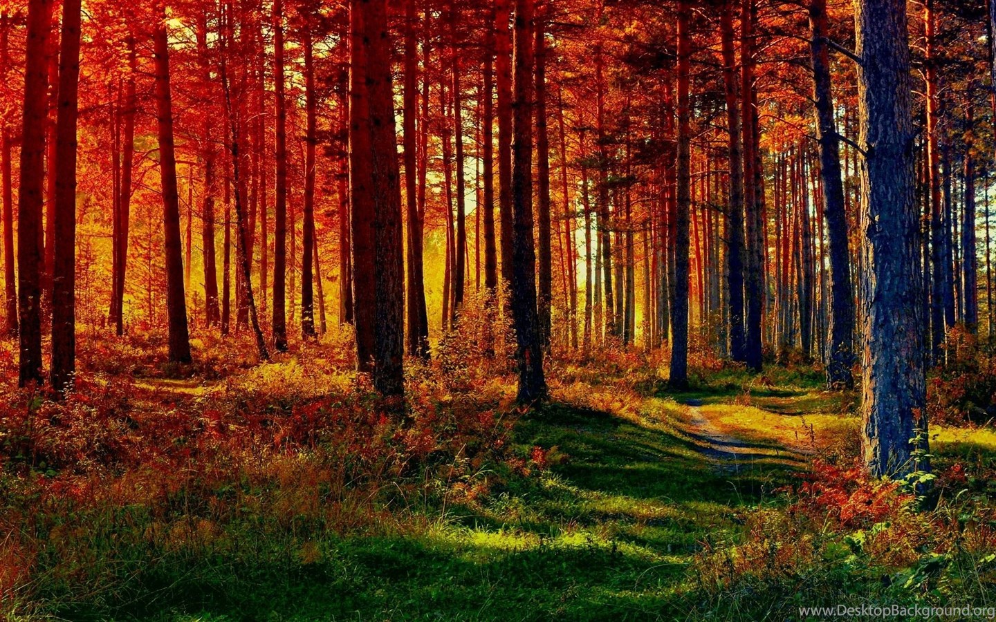 Hd Fall Forest 1440X900 Wallpapers