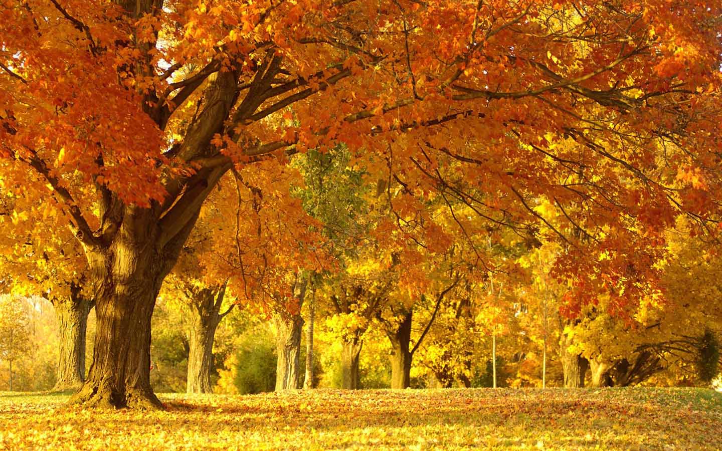 Hd Fall Forest 1440X900 Wallpapers