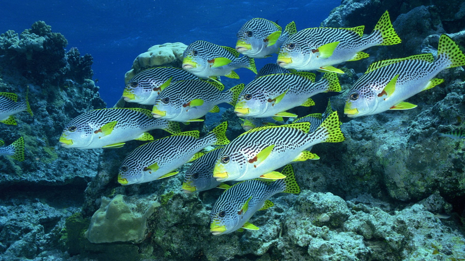 Hd Fish Background