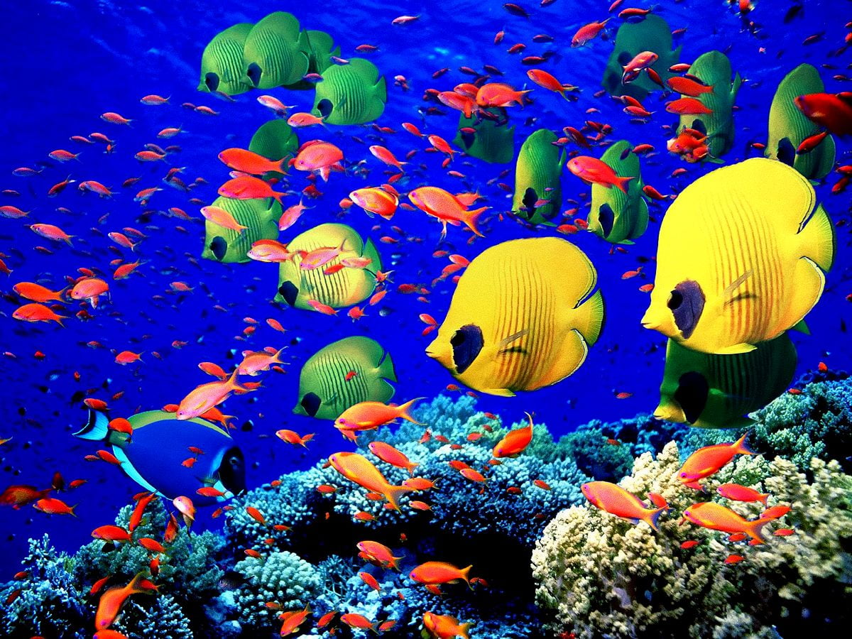 Hd Fish Background