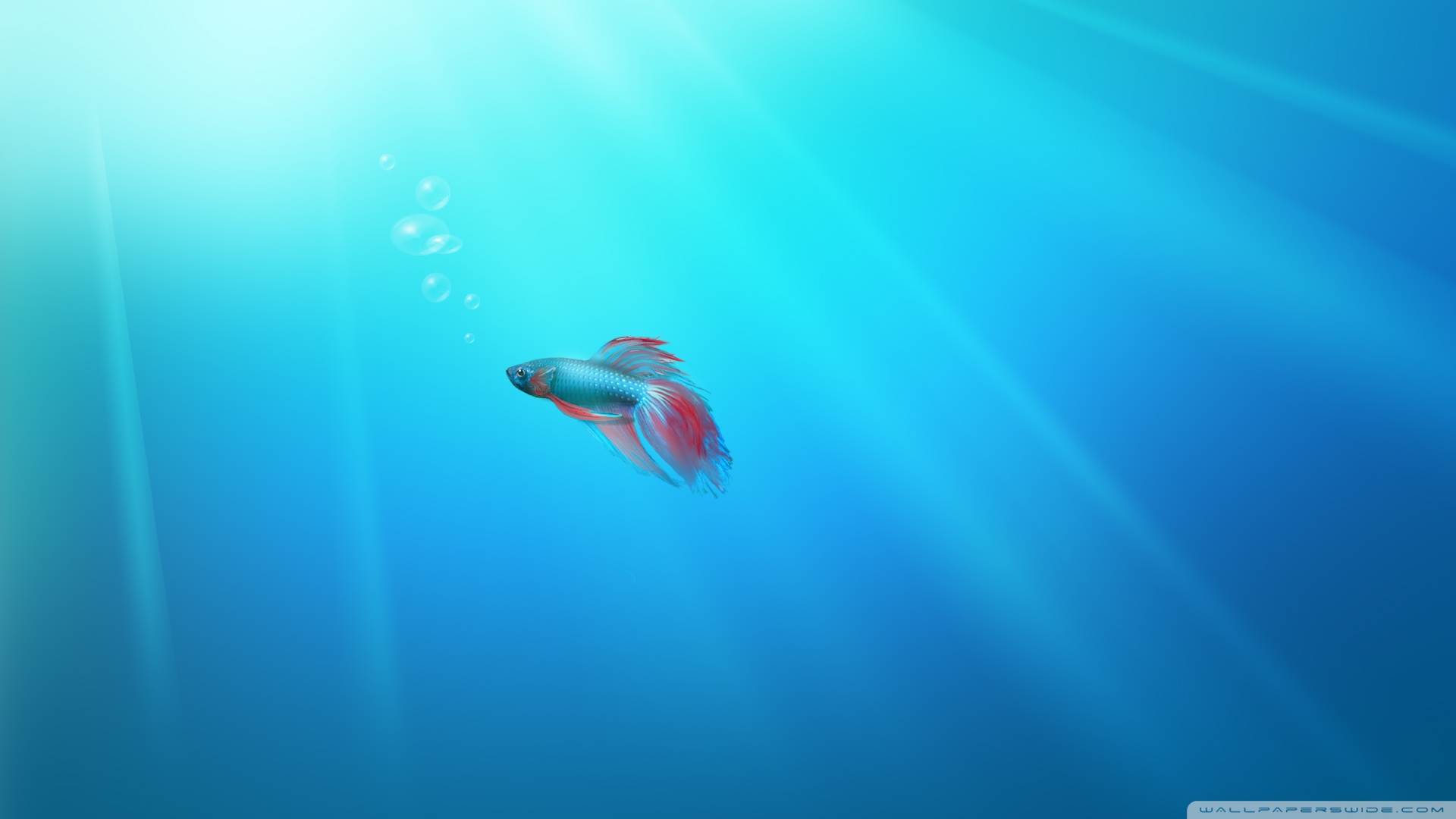 Hd Fish Background