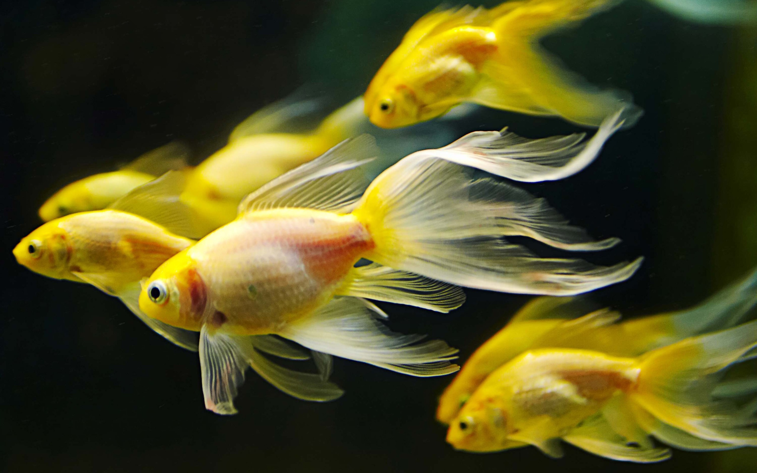 Hd Fish Wallpapers