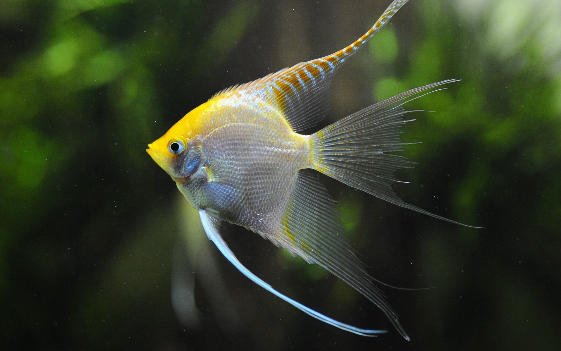 Hd Fish Wallpapers