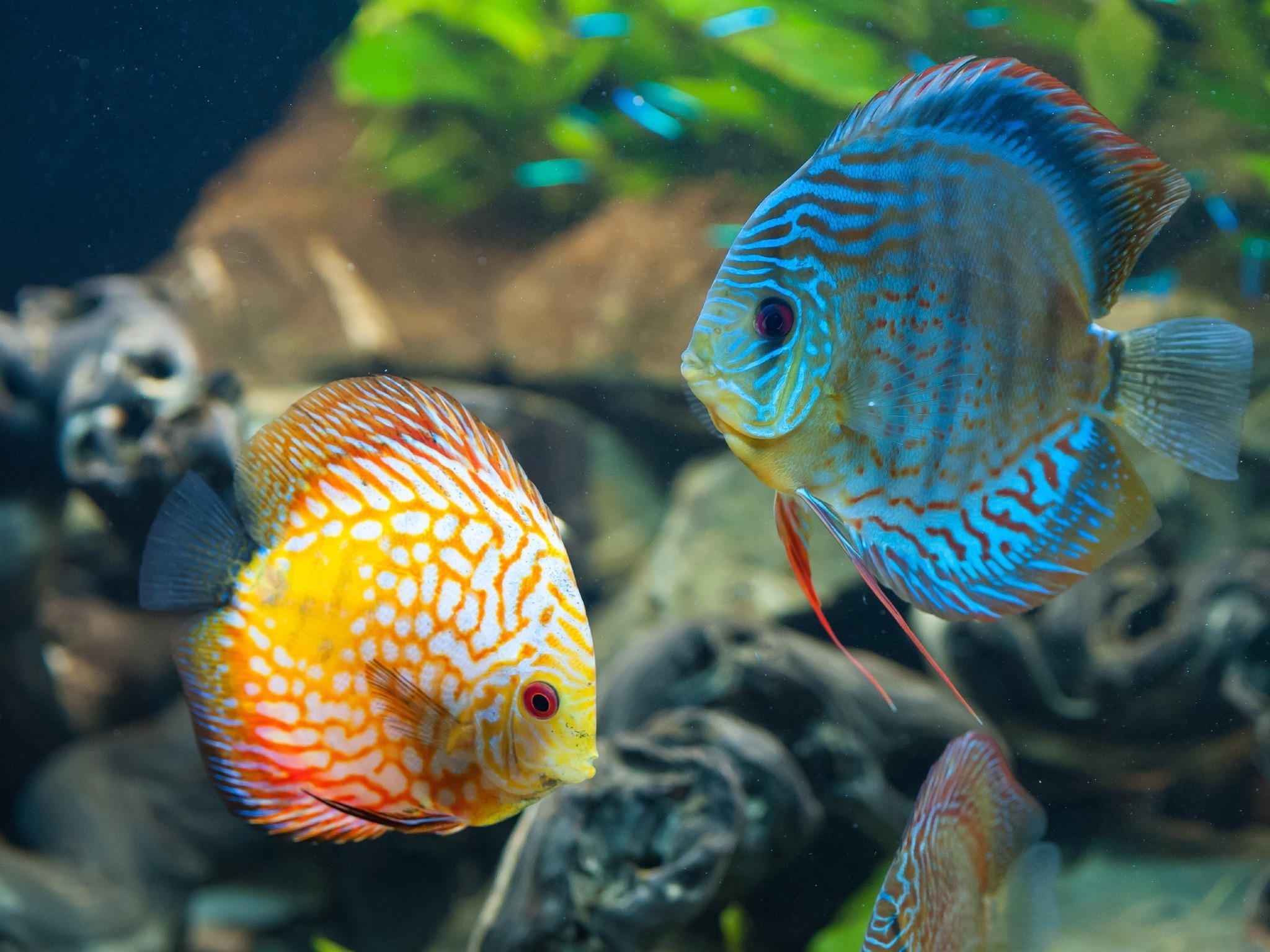 Hd Fish Wallpapers