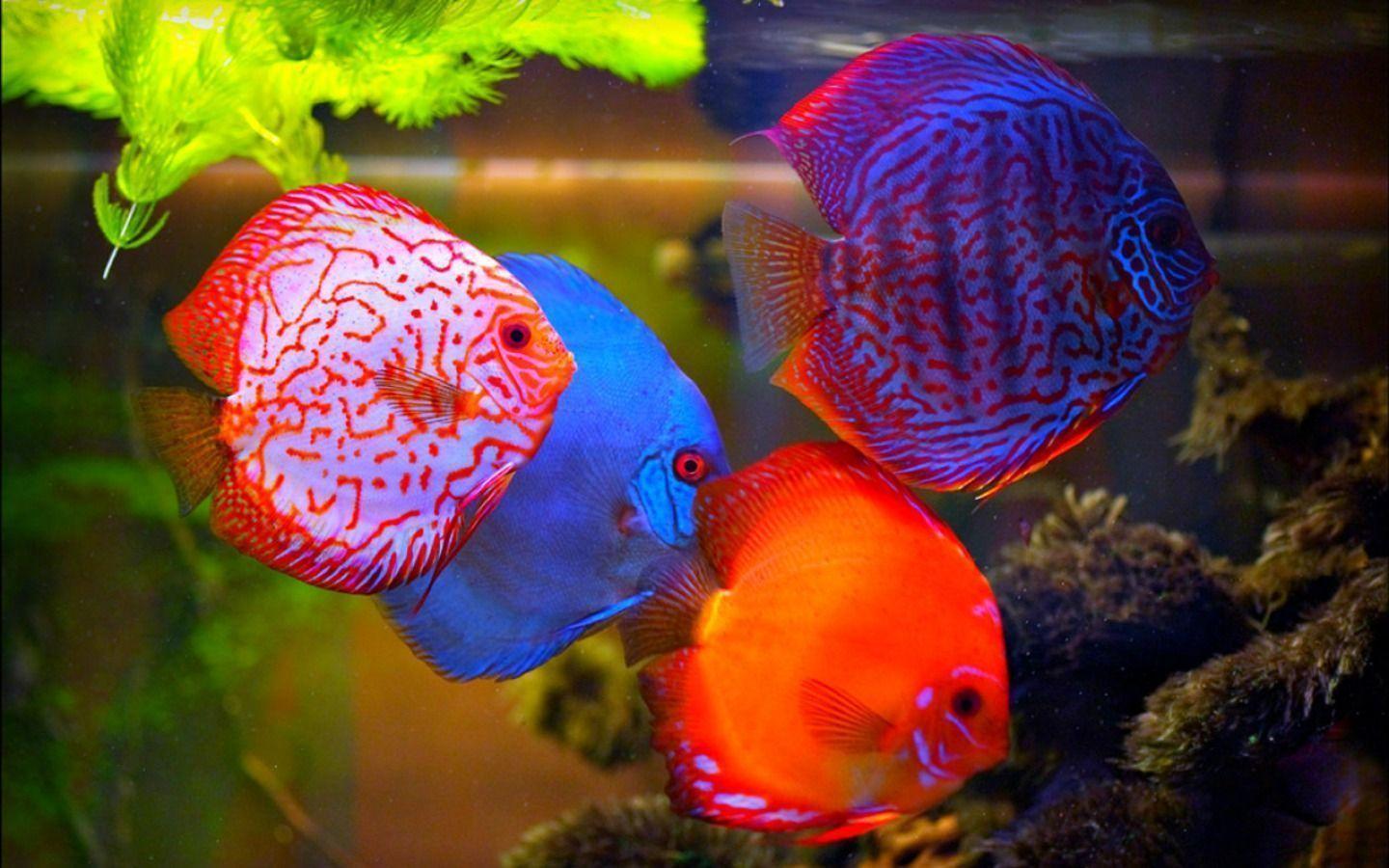 Hd Fish Wallpapers