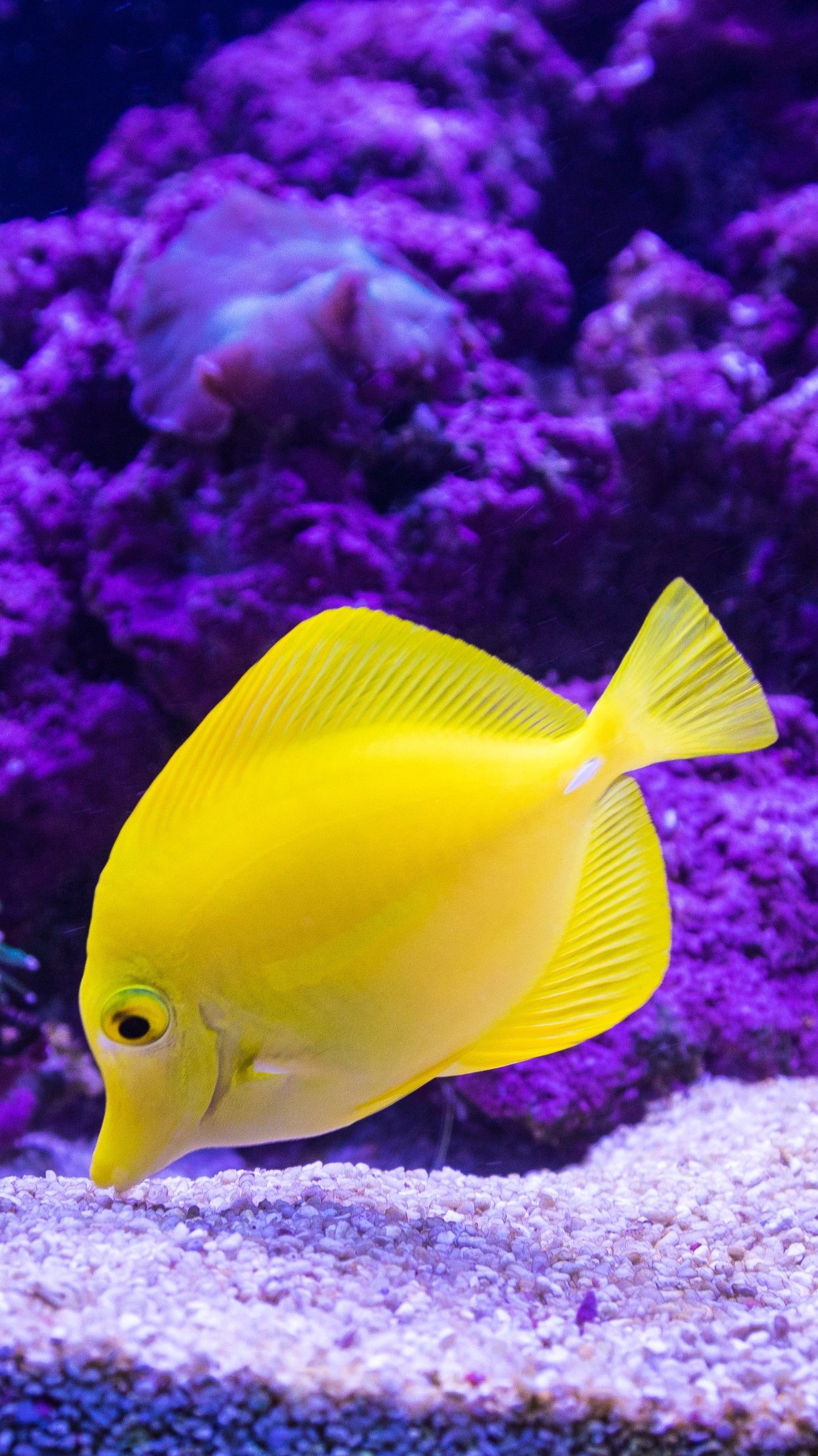 Hd Fish Wallpapers