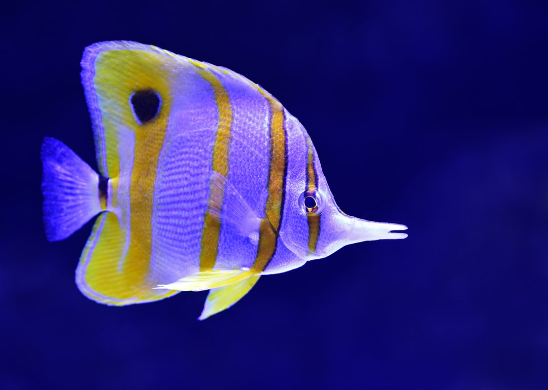 Hd Fish Wallpapers