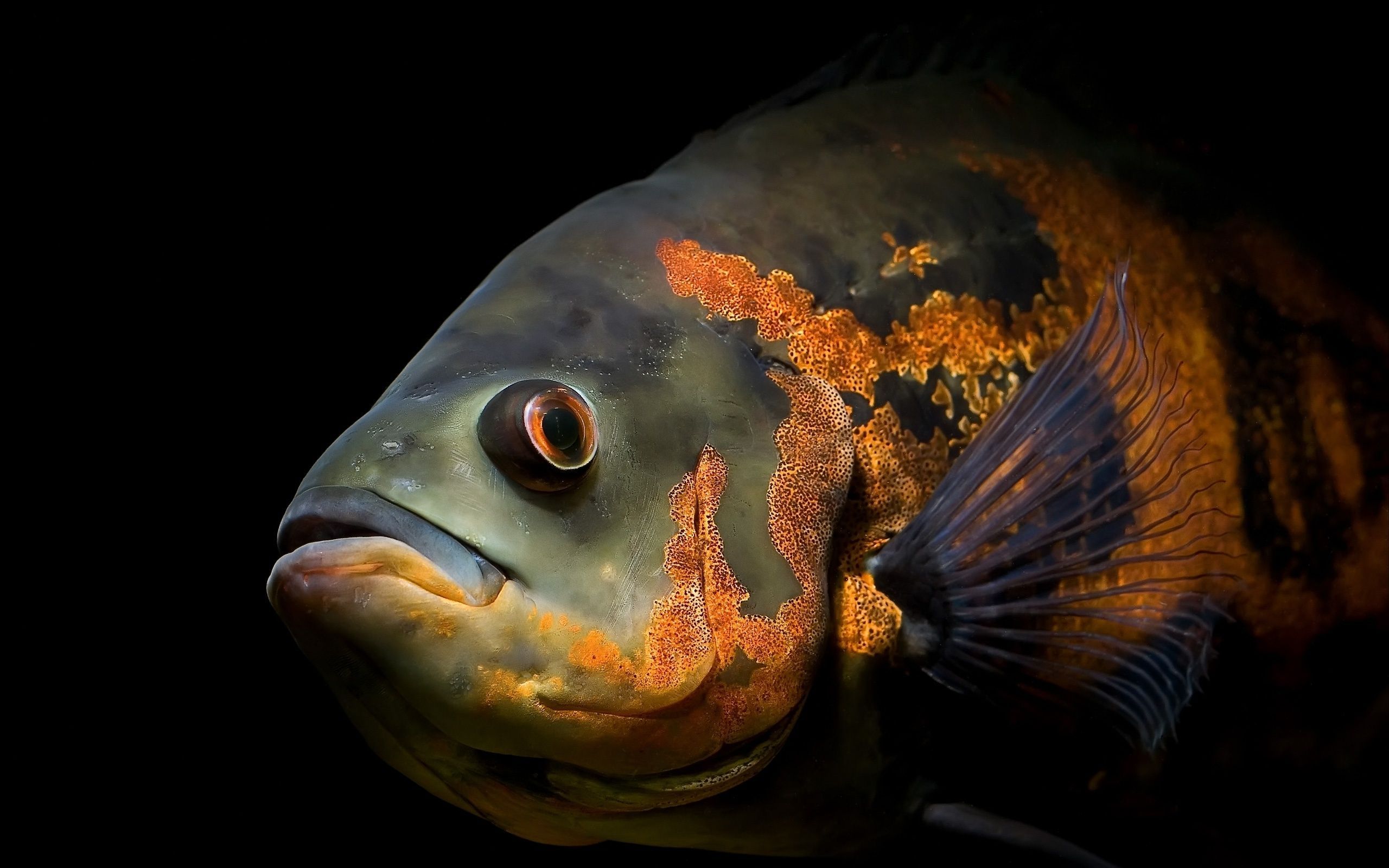 Hd Fish Wallpapers