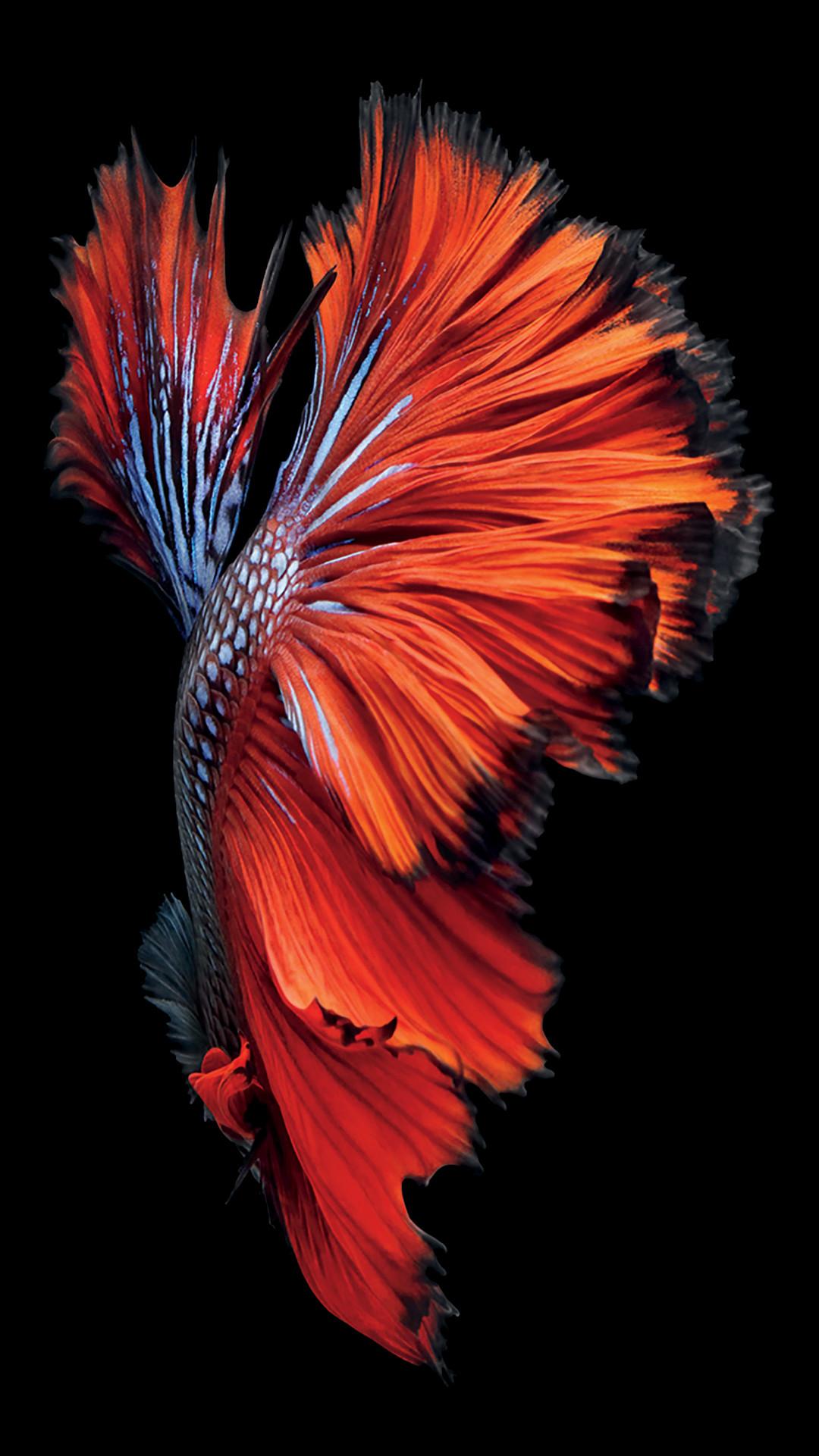 Hd Fish Wallpapers