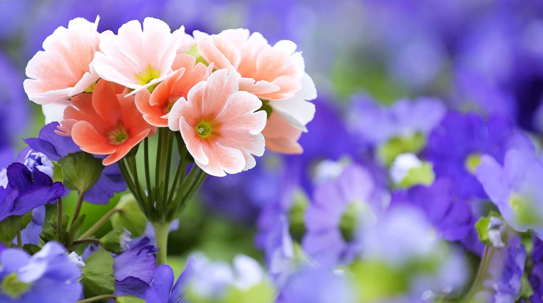 Hd Flowers Wallpapers