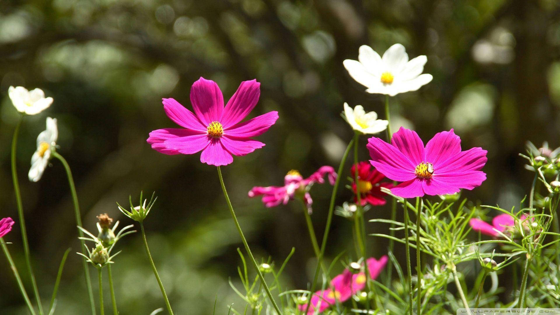 Hd Flowers Wallpapers