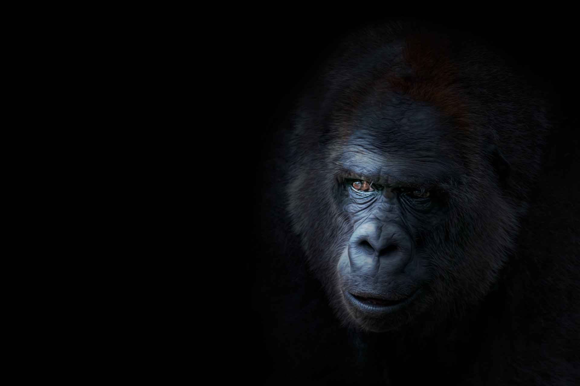 Hd Gorilla Wallpapers