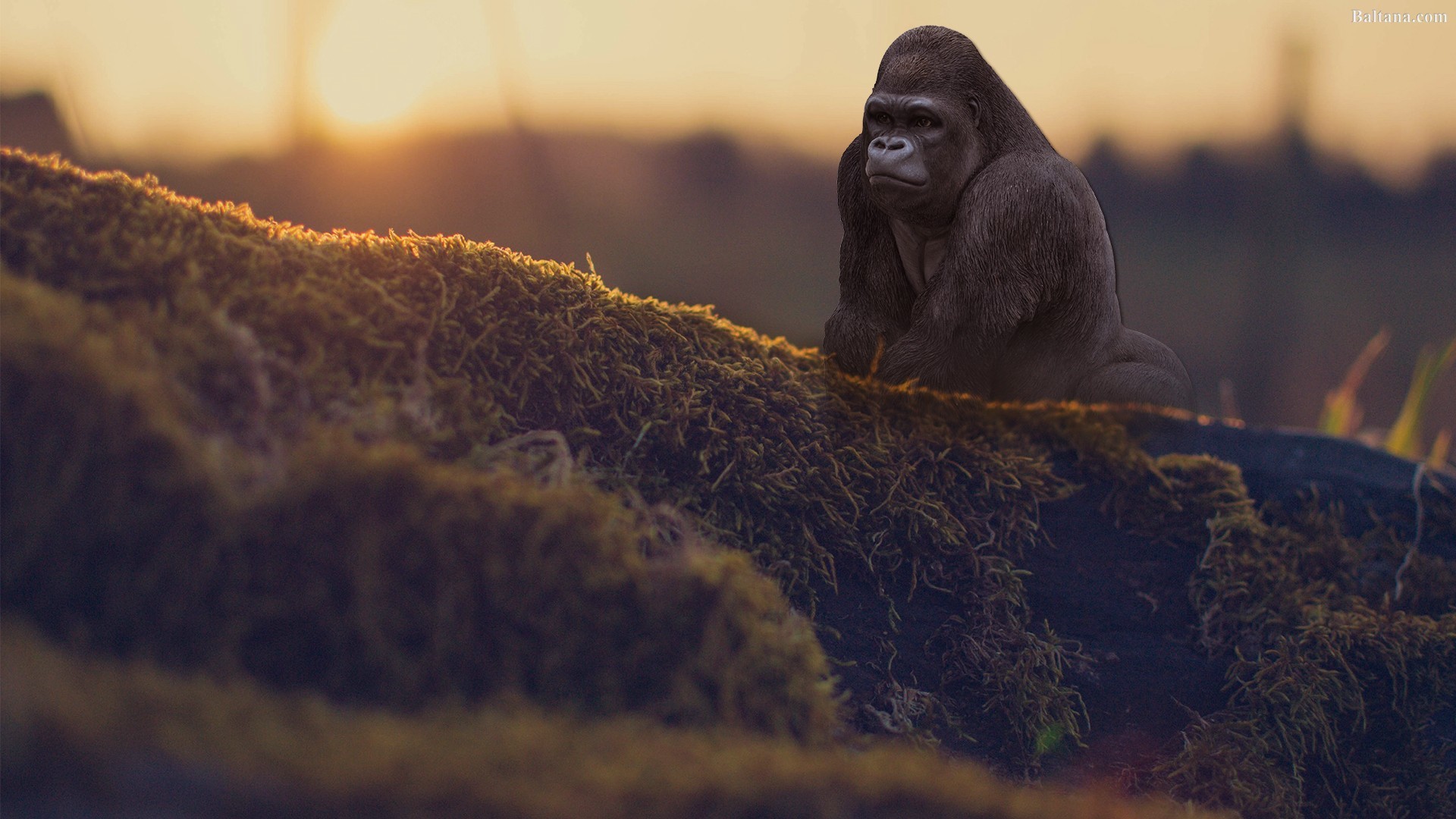 Hd Gorilla Wallpapers