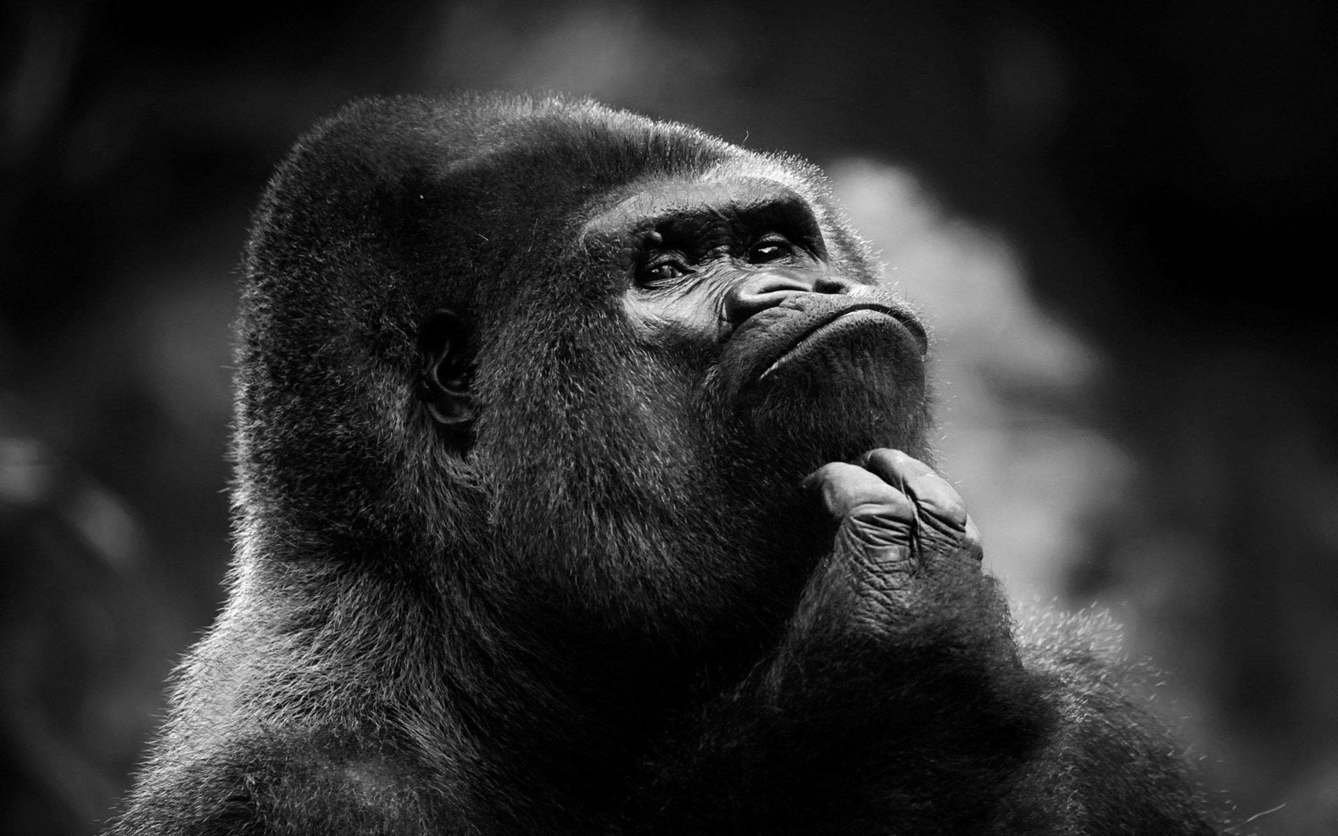 Hd Gorilla Wallpapers