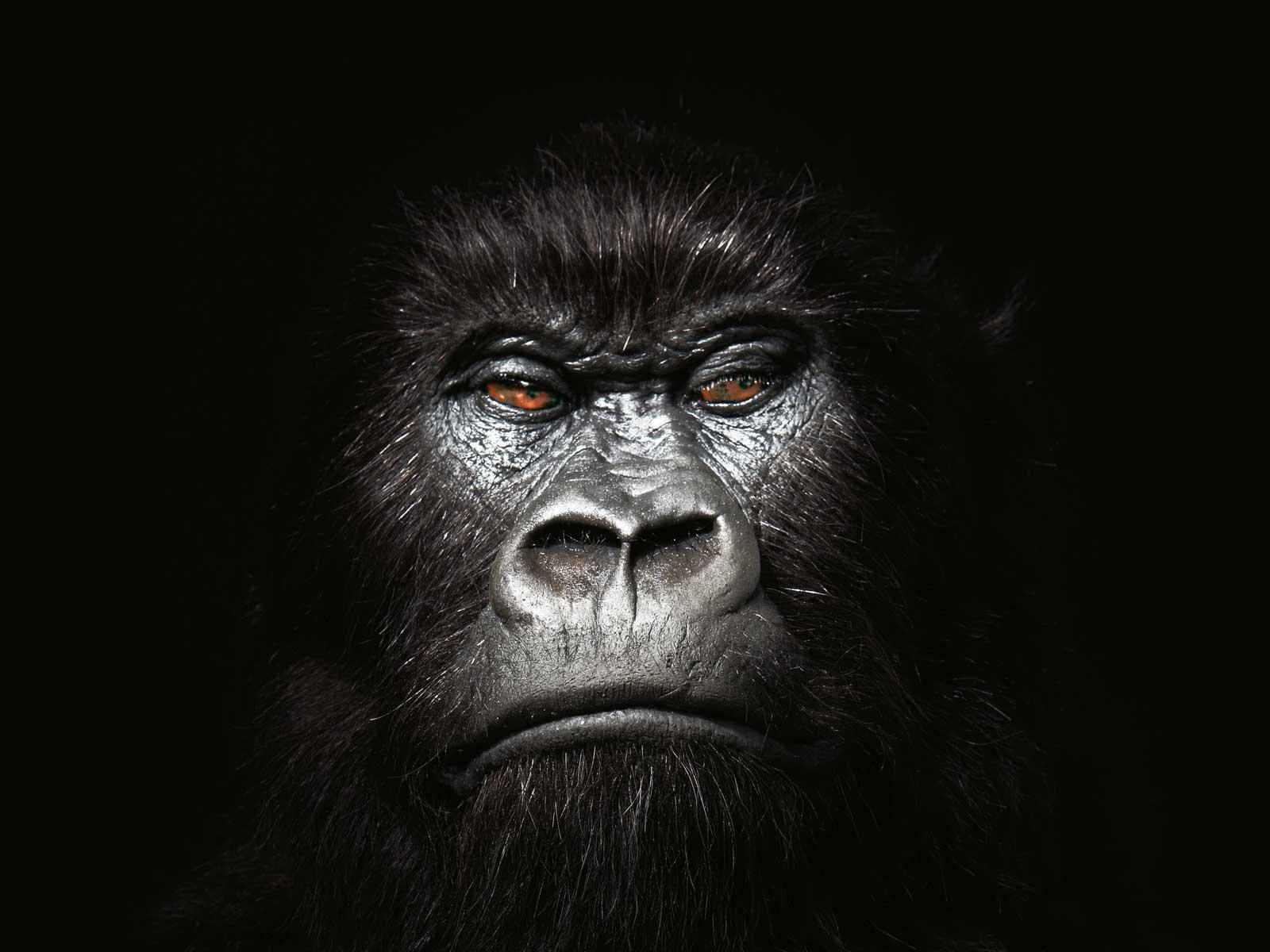 Hd Gorilla Wallpapers