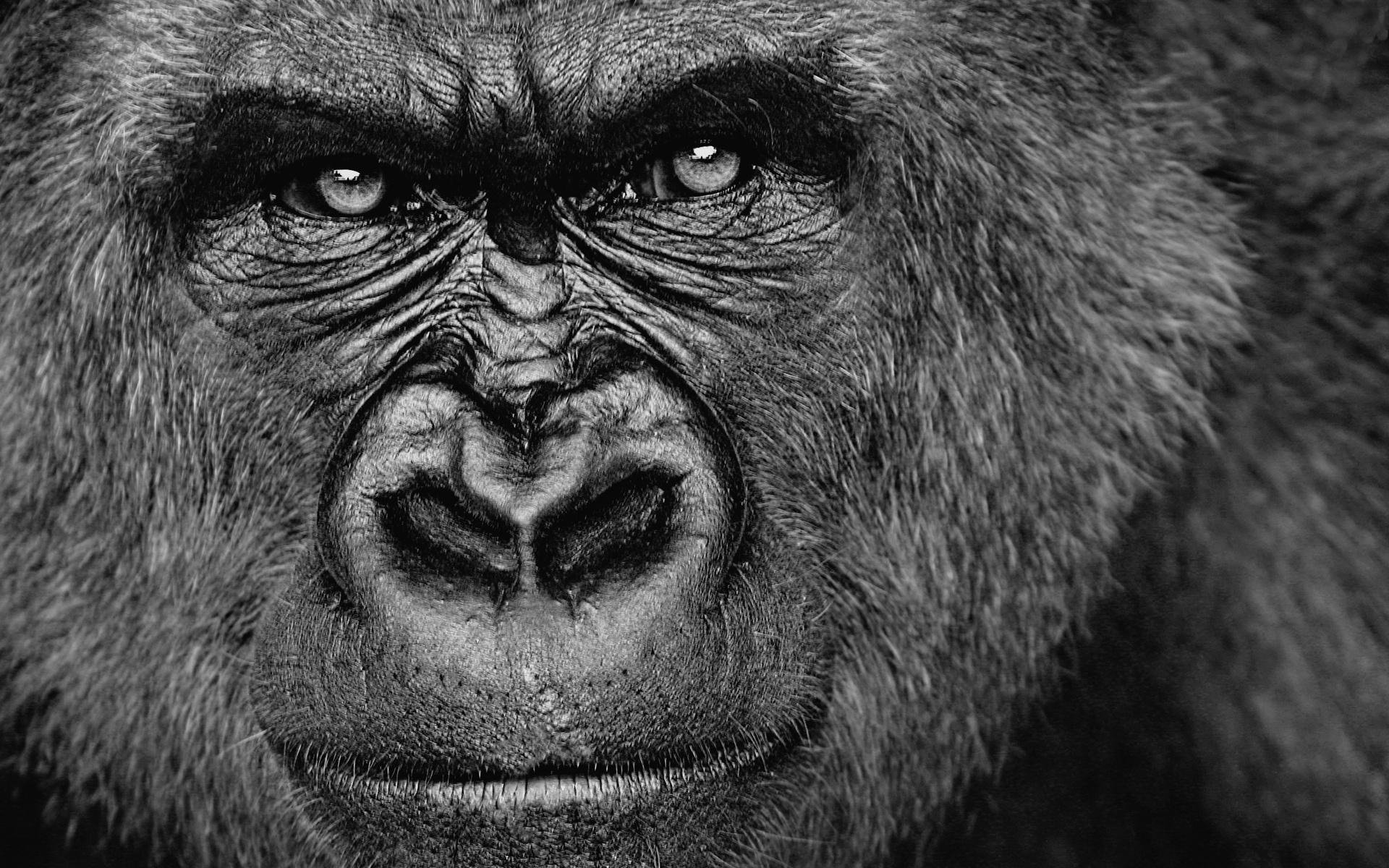 Hd Gorilla Wallpapers