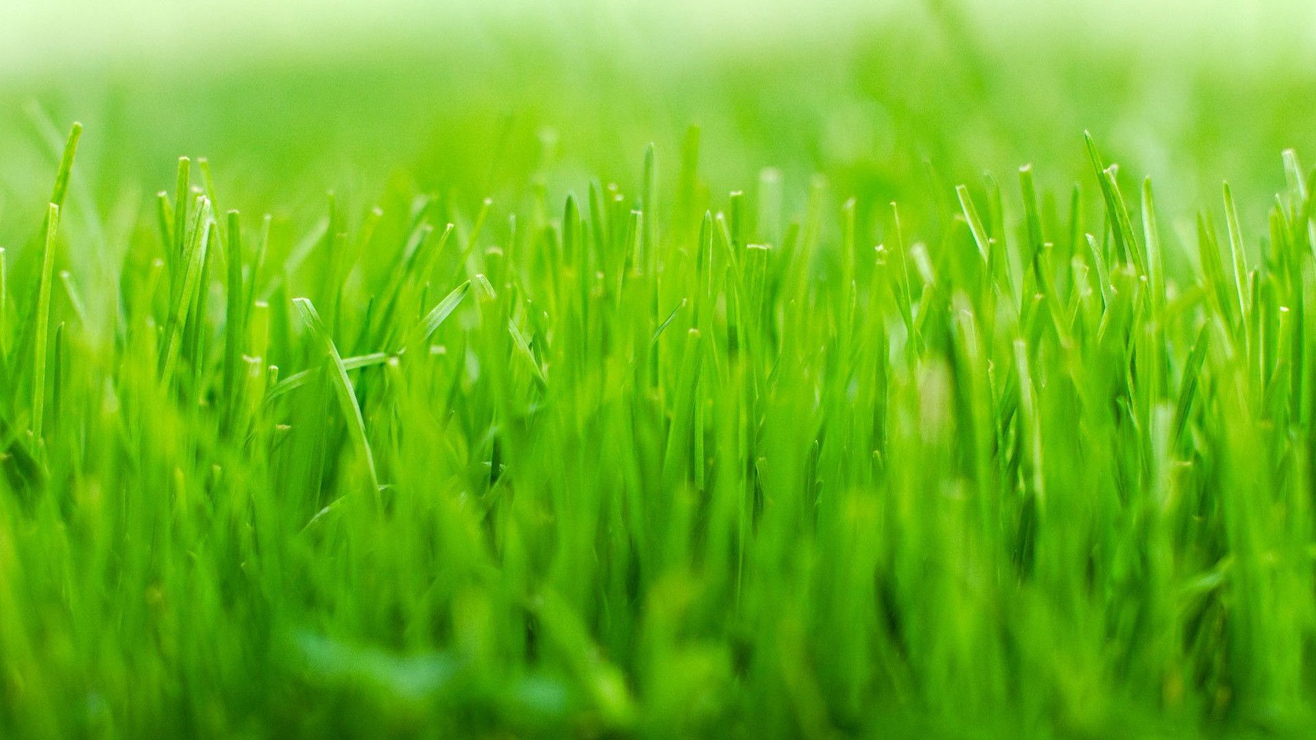 Hd Grass Wallpapers