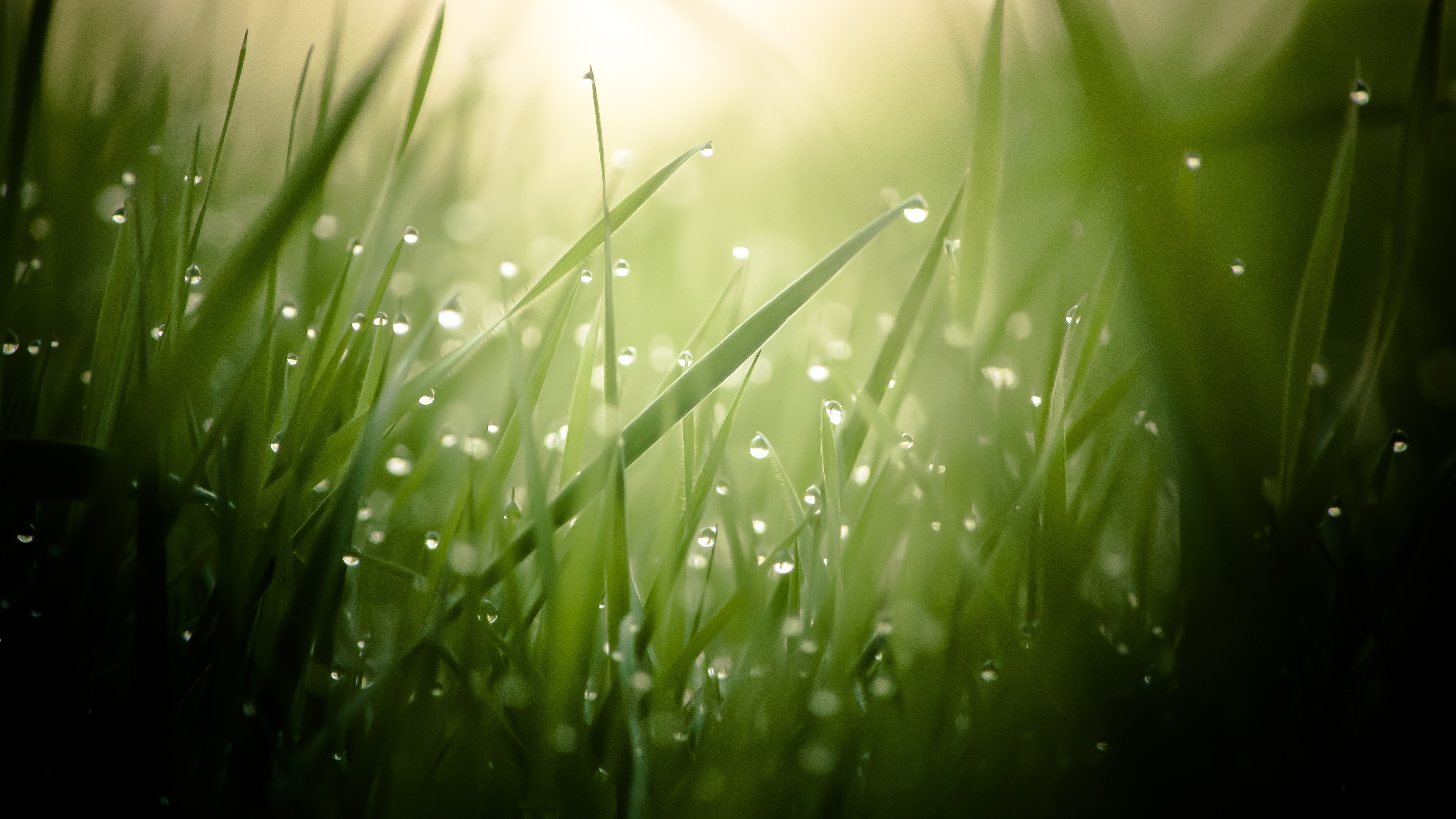 Hd Grass Wallpapers