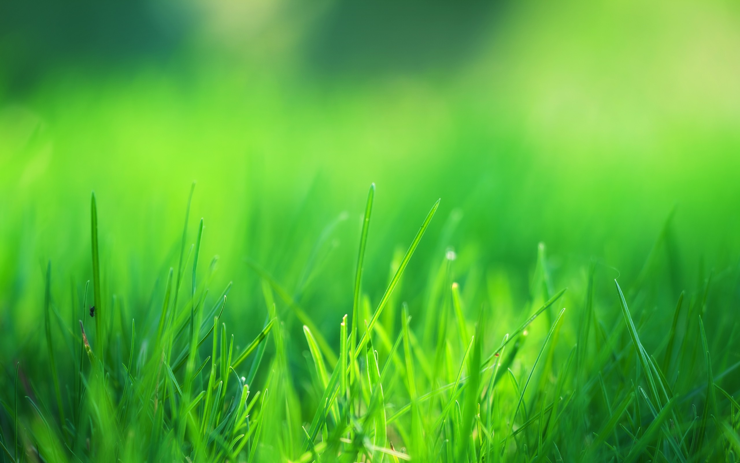 Hd Grass Wallpapers