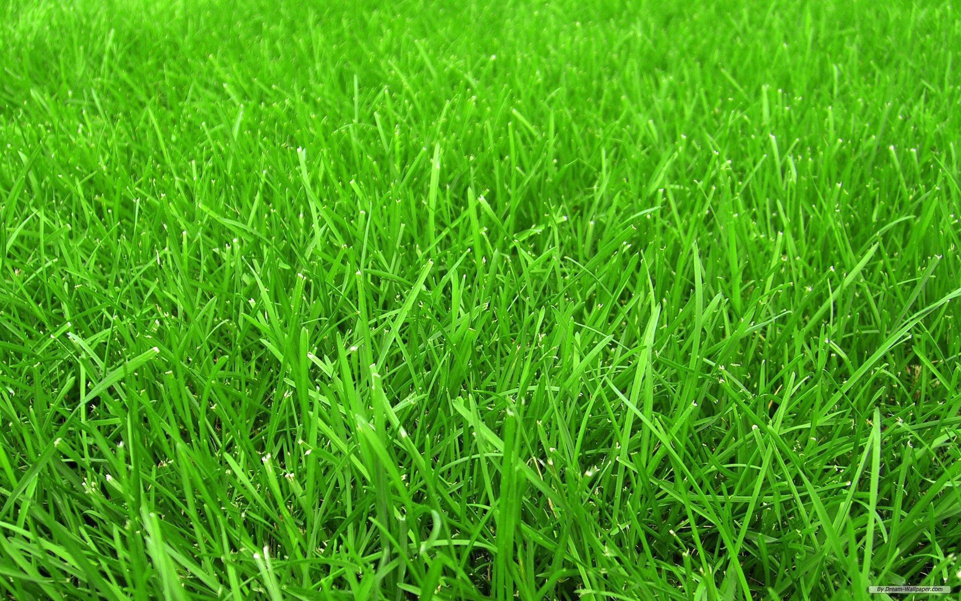 Hd Grass Wallpapers