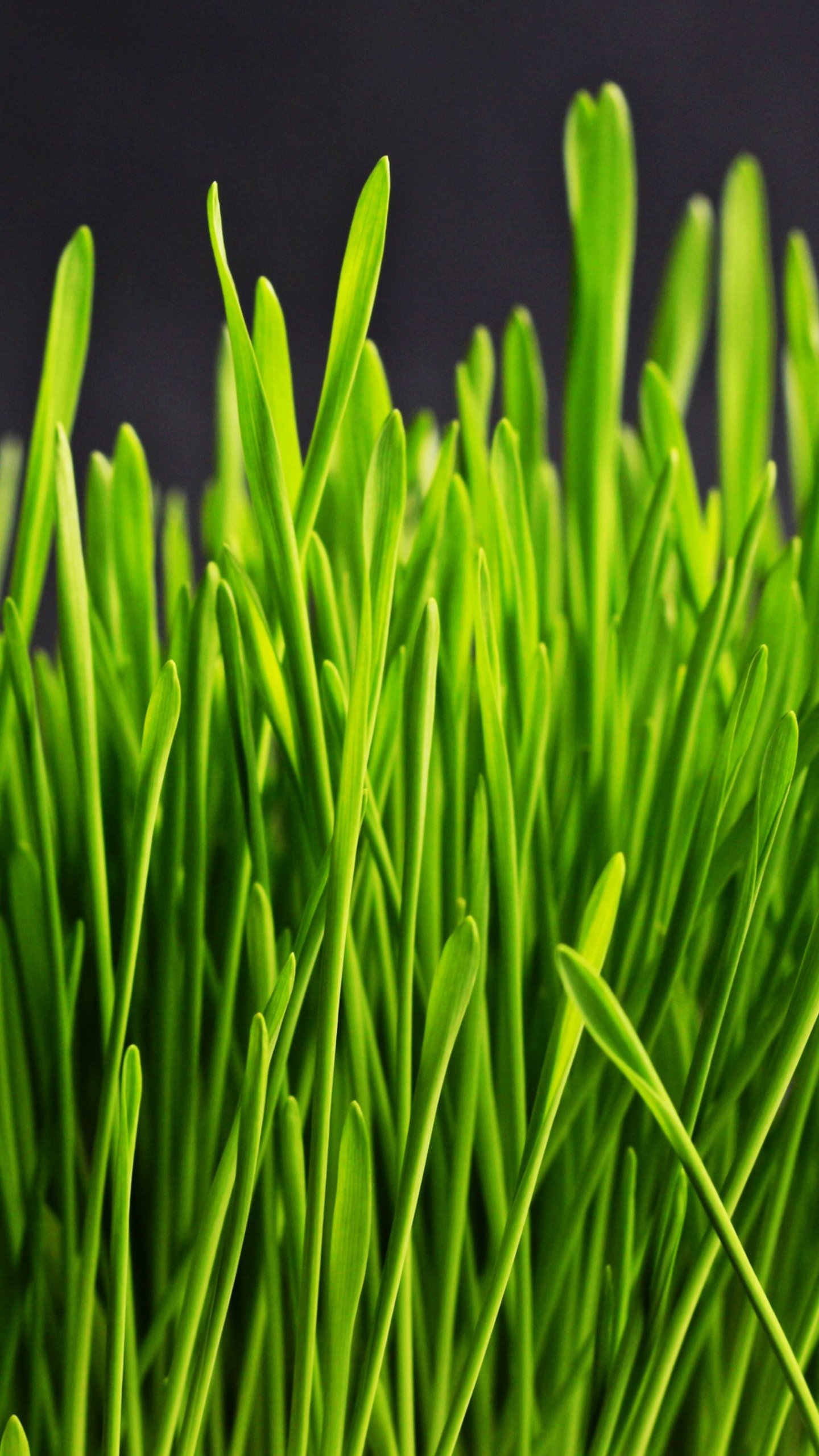 Hd Grass Wallpapers