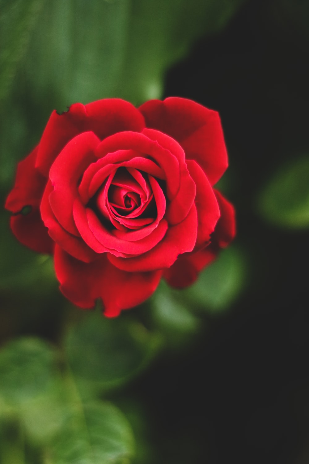 Hd Roses Wallpapers