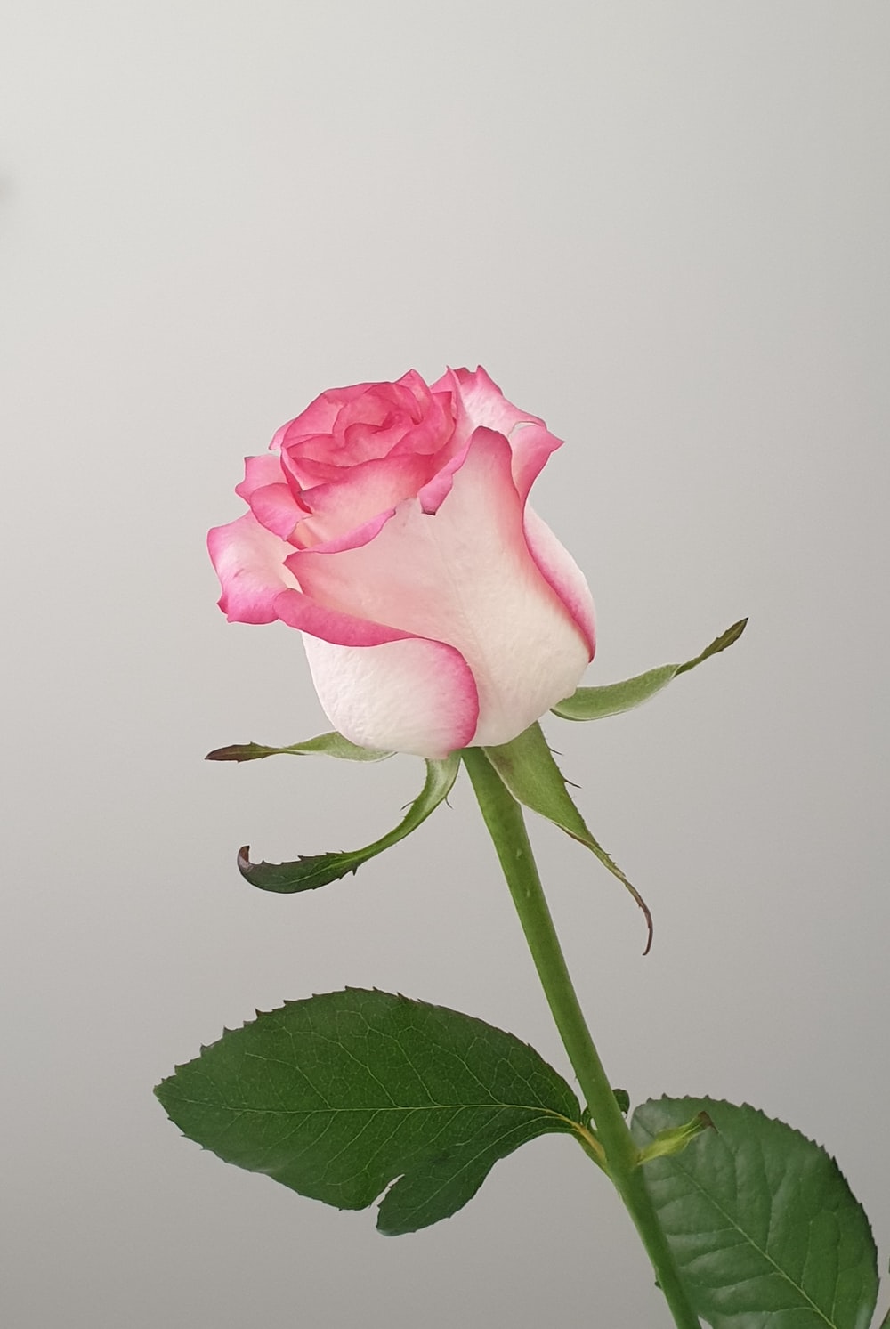 Hd Roses Wallpapers