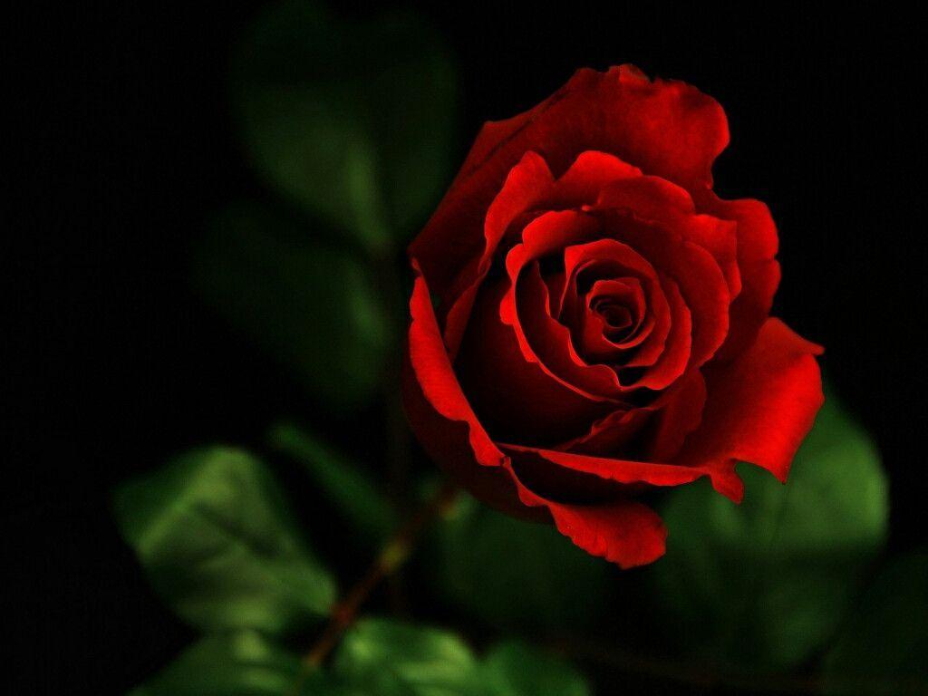 Hd Roses Wallpapers