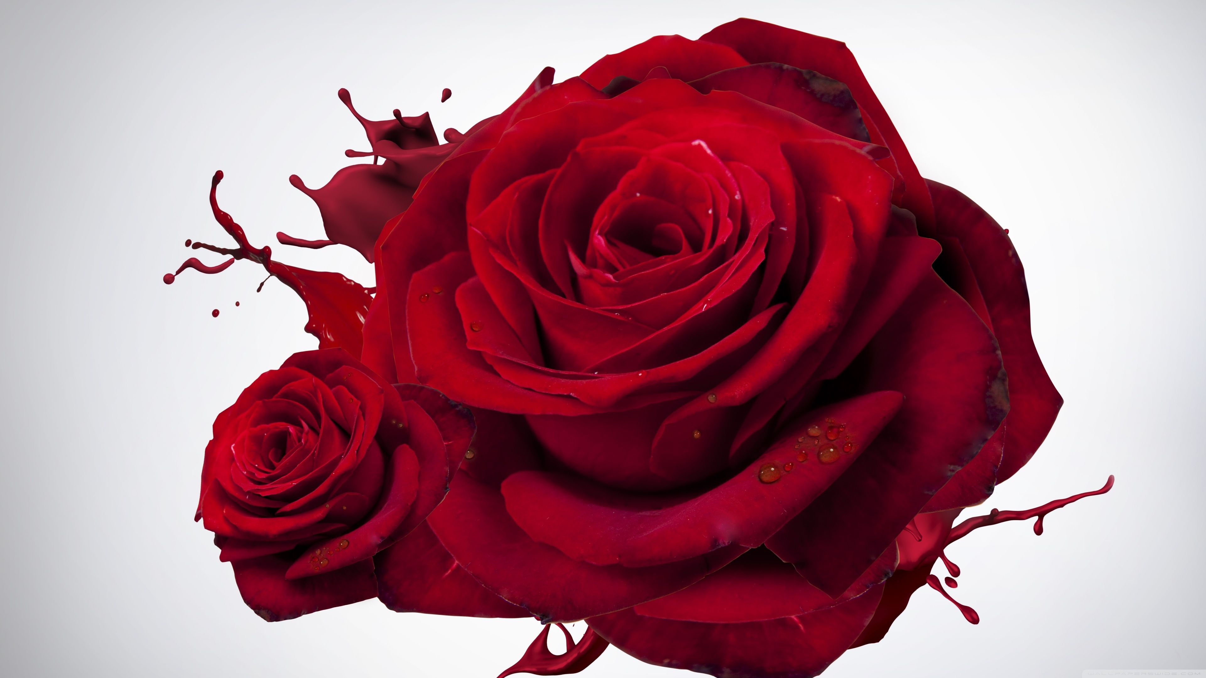 Hd Roses Wallpapers