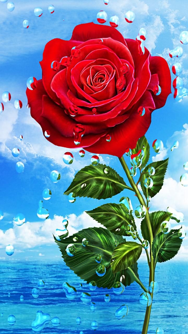 Hd Roses Wallpapers